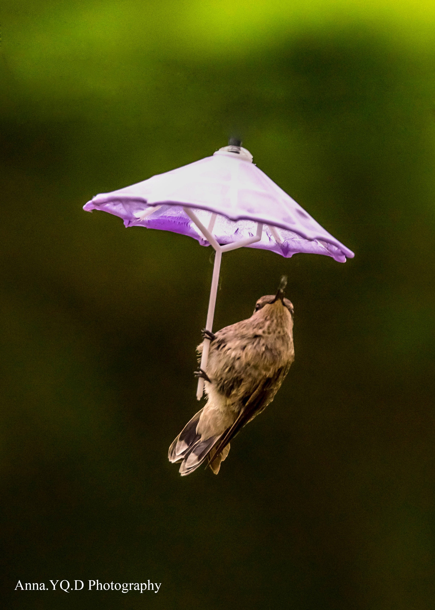 Sony a7 + Tamron SP 150-600mm F5-6.3 Di VC USD sample photo. Under an umbrella photography