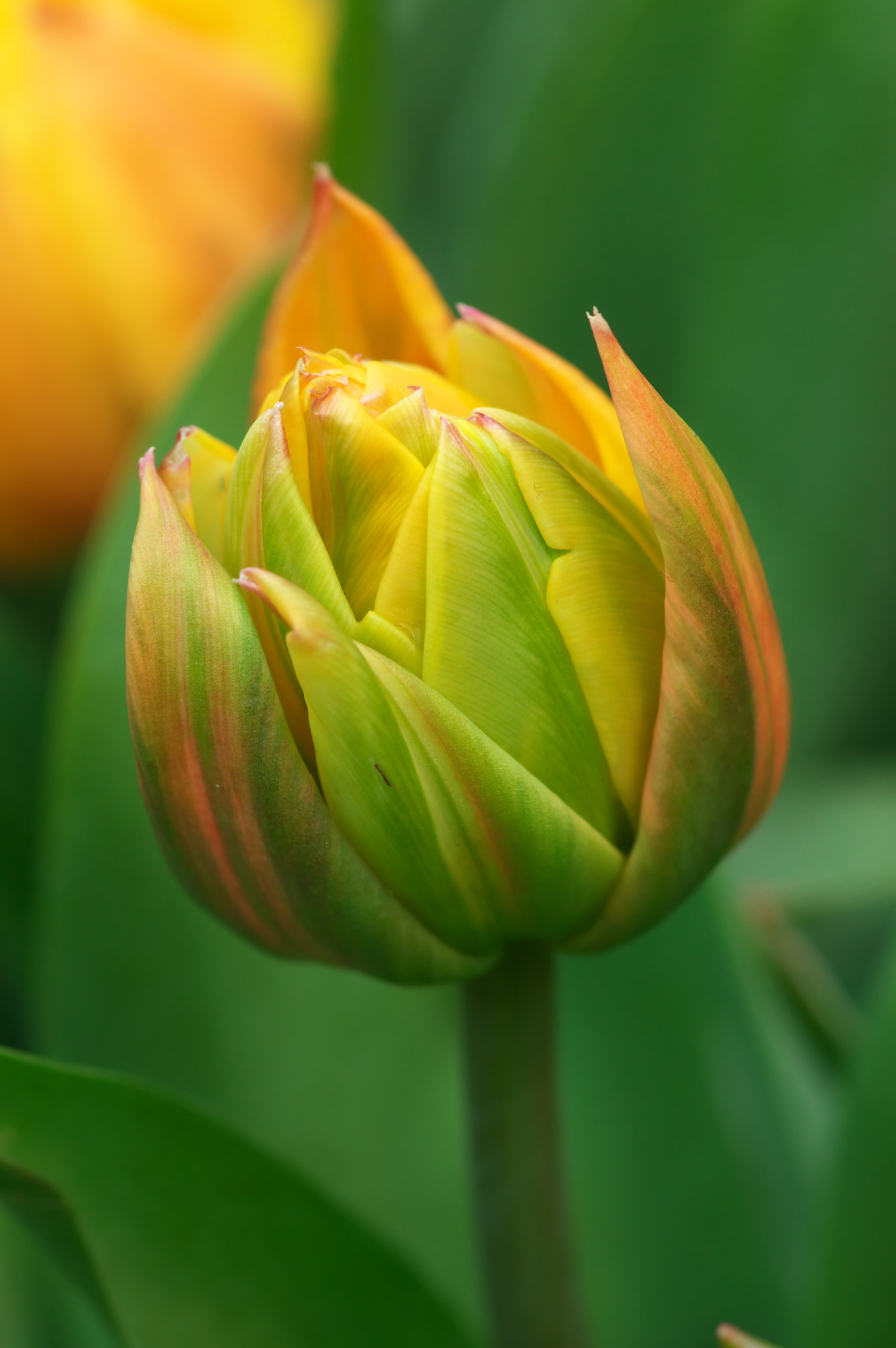 Pentax K-3 + Pentax smc D-FA 100mm F2.8 Macro WR sample photo. Open soon photography