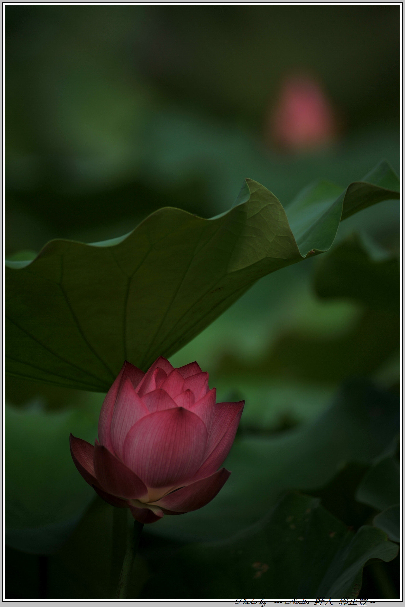 Sigma 70-300mm F4-5.6 APO Macro Super II sample photo. Dsc_1594-1.jpg photography