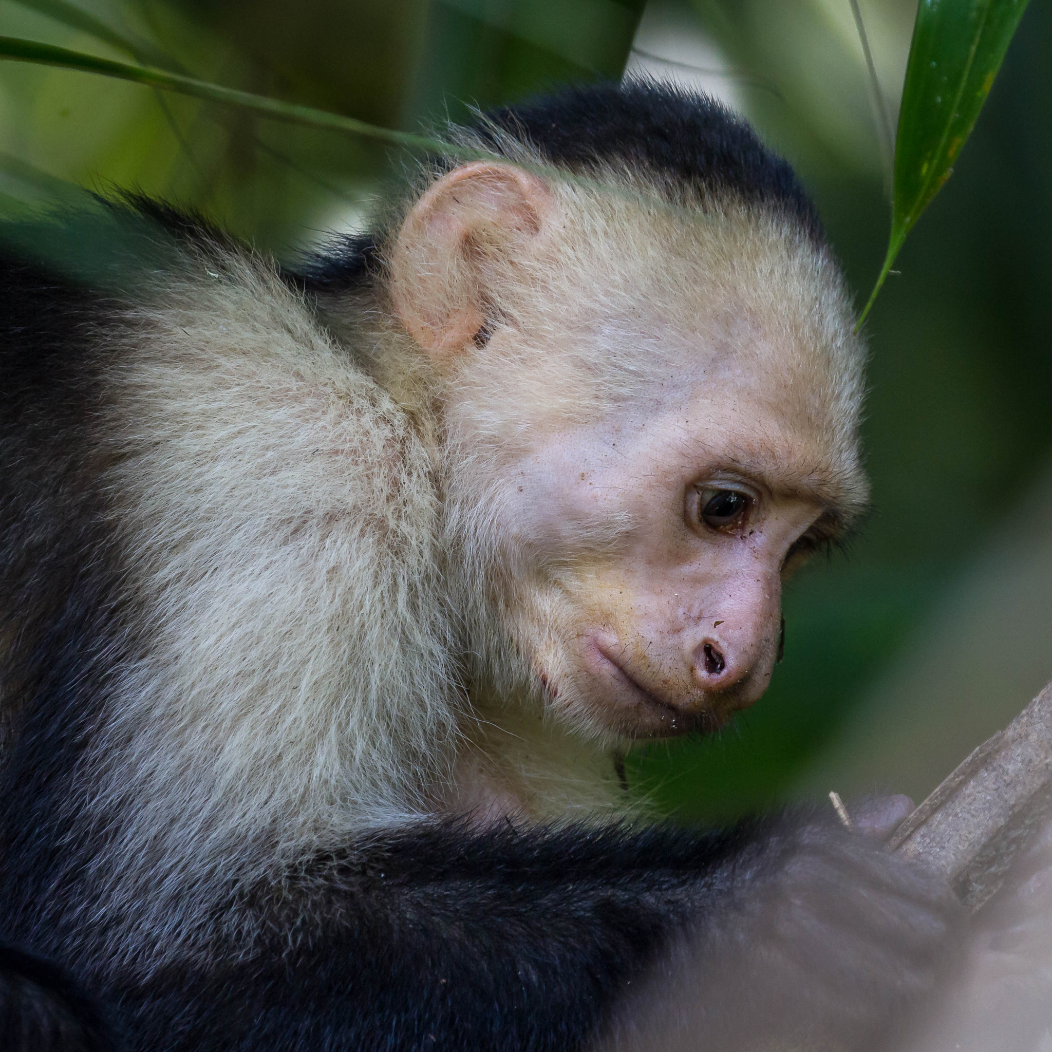 Canon EF 100-400mm F4.5-5.6L IS II USM sample photo. Capuchin monkey - studying? photography
