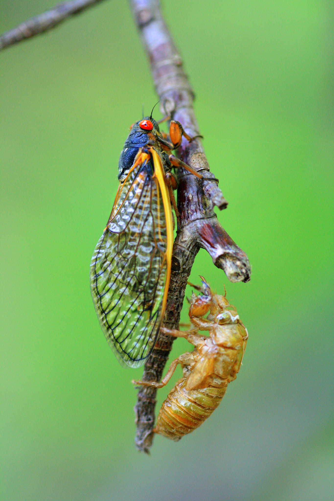 Canon EOS 1000D (EOS Digital Rebel XS / EOS Kiss F) sample photo. Periodical cicada photography