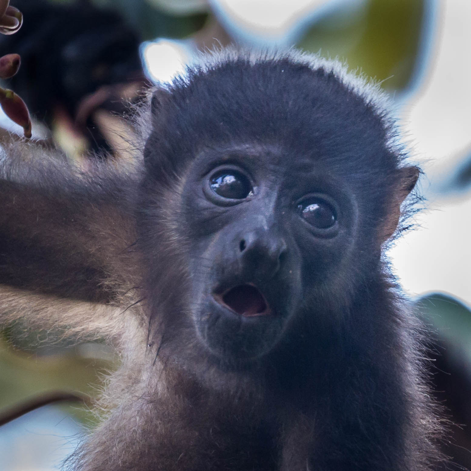 Canon EOS 7D + Canon EF 100-400mm F4.5-5.6L IS II USM sample photo. Howler monkey photography