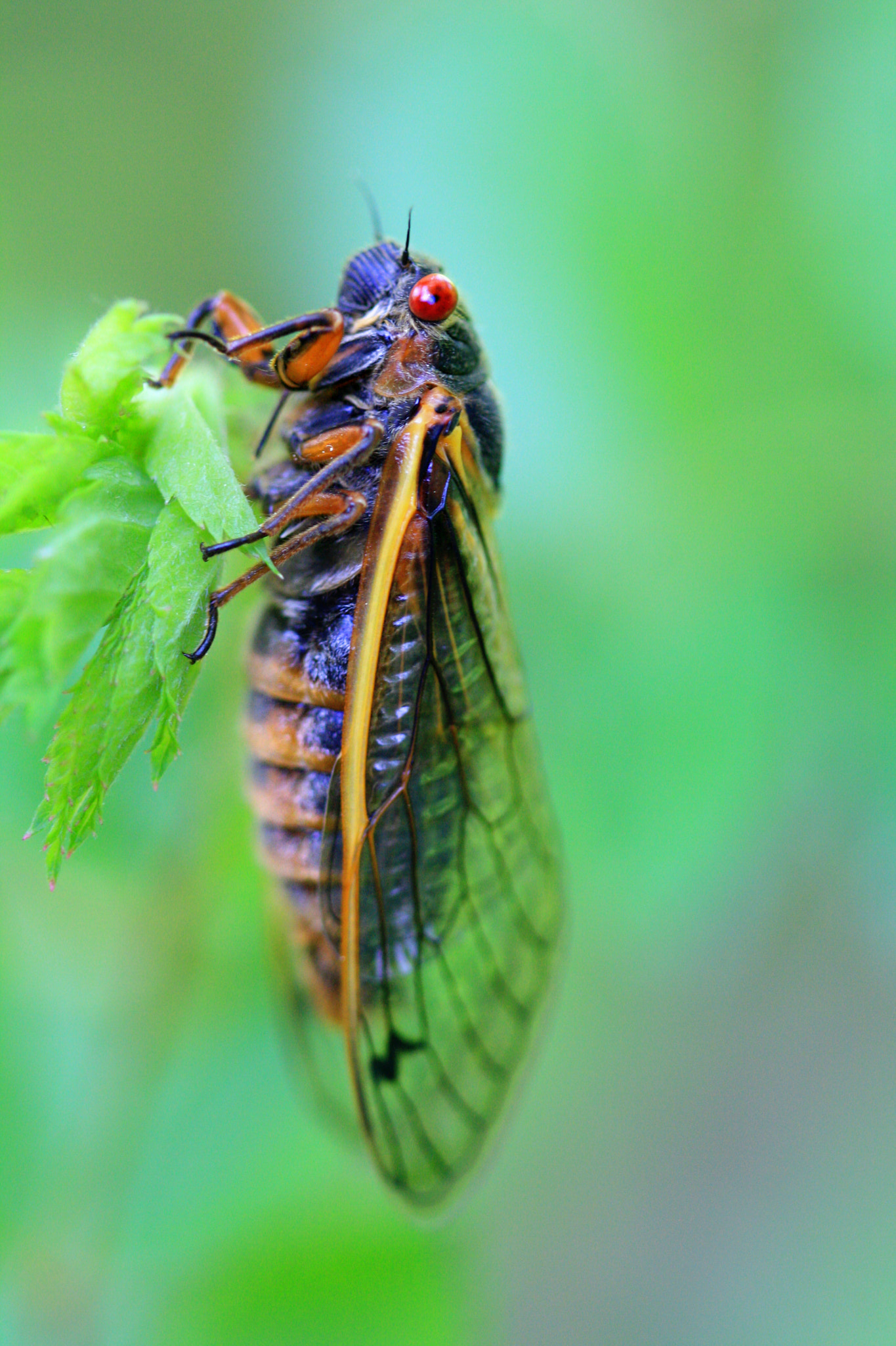 Canon EOS 1000D (EOS Digital Rebel XS / EOS Kiss F) sample photo. Periodical cicada photography