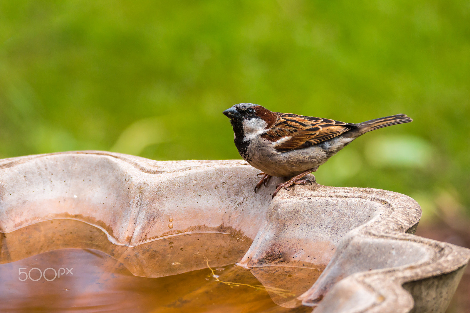 150-600mm F5-6.3 DG OS HSM | Sports 014 sample photo. Sparrow pit stop photography
