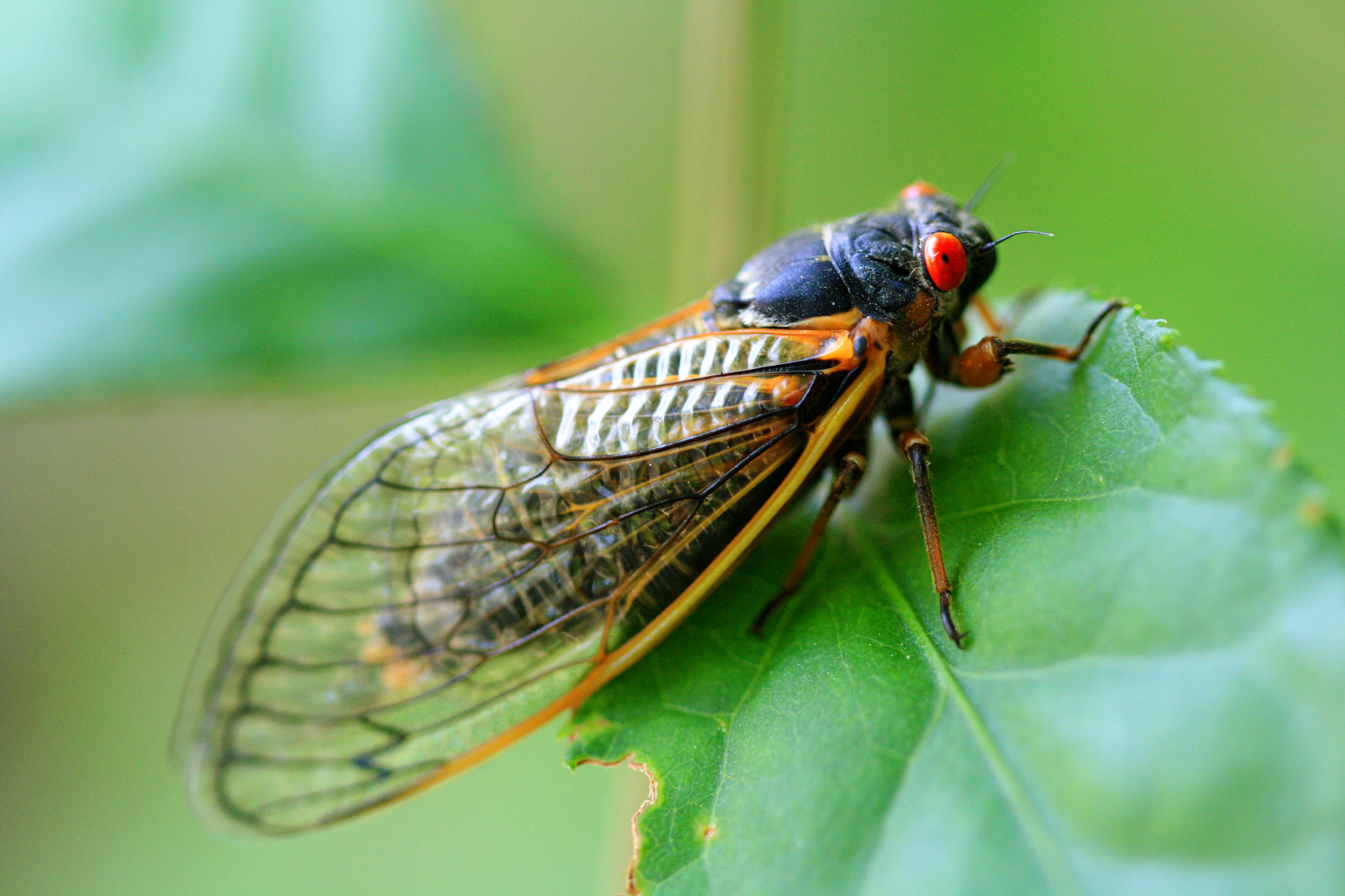 Canon EOS 1000D (EOS Digital Rebel XS / EOS Kiss F) sample photo. Periodical cicada photography