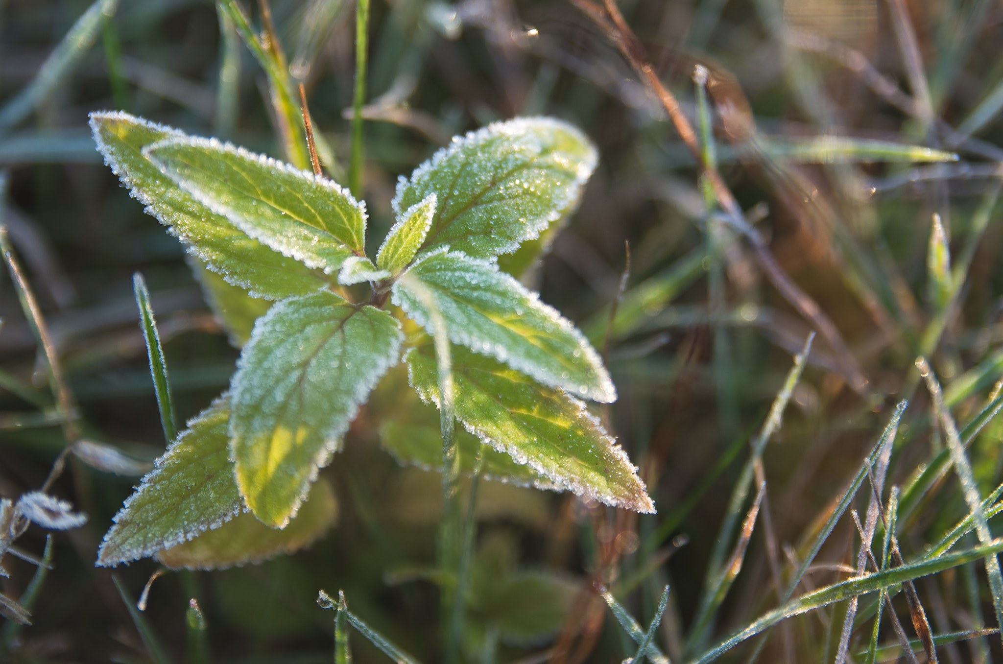 Pentax K-500 + Sigma sample photo. Morning frost photography
