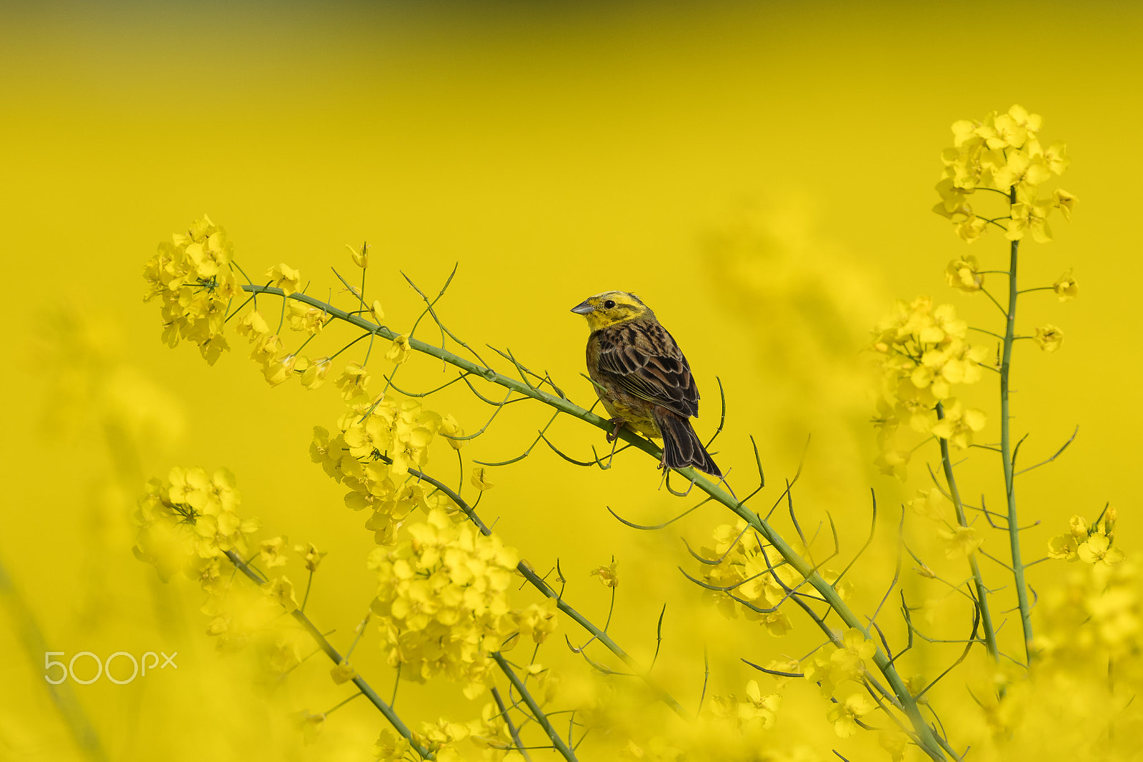 Nikon AF-S Nikkor 600mm F4E FL ED VR sample photo. Field of rapeseed photography