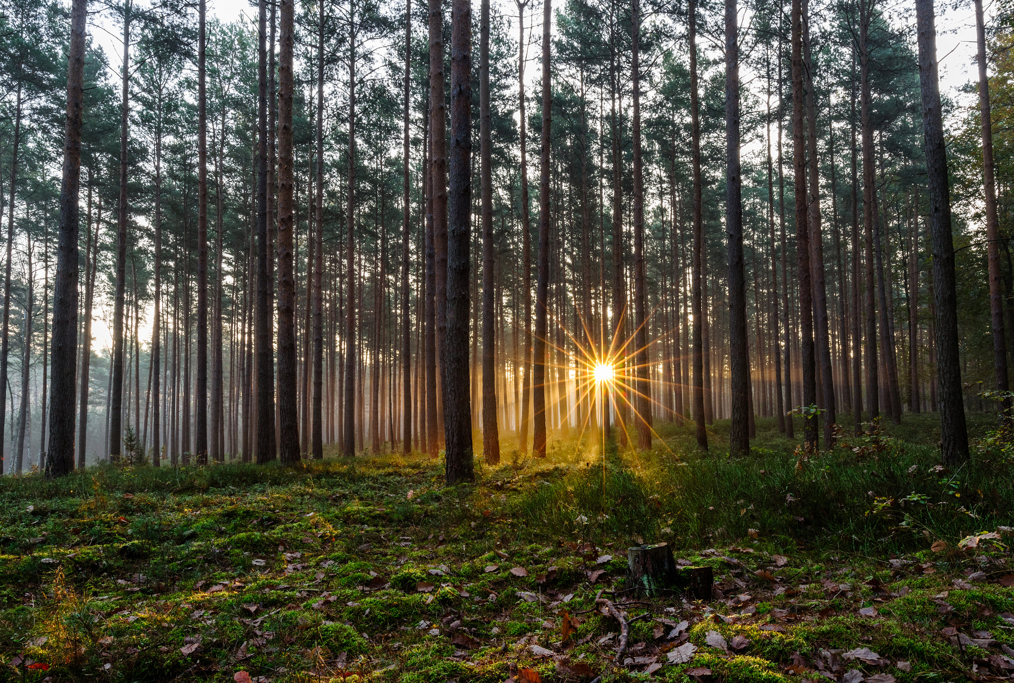 Canon EOS 600D (Rebel EOS T3i / EOS Kiss X5) + Canon EF 16-35mm F4L IS USM sample photo. Sunrise in the forest (schlaubetal / brandenburg / germany) photography