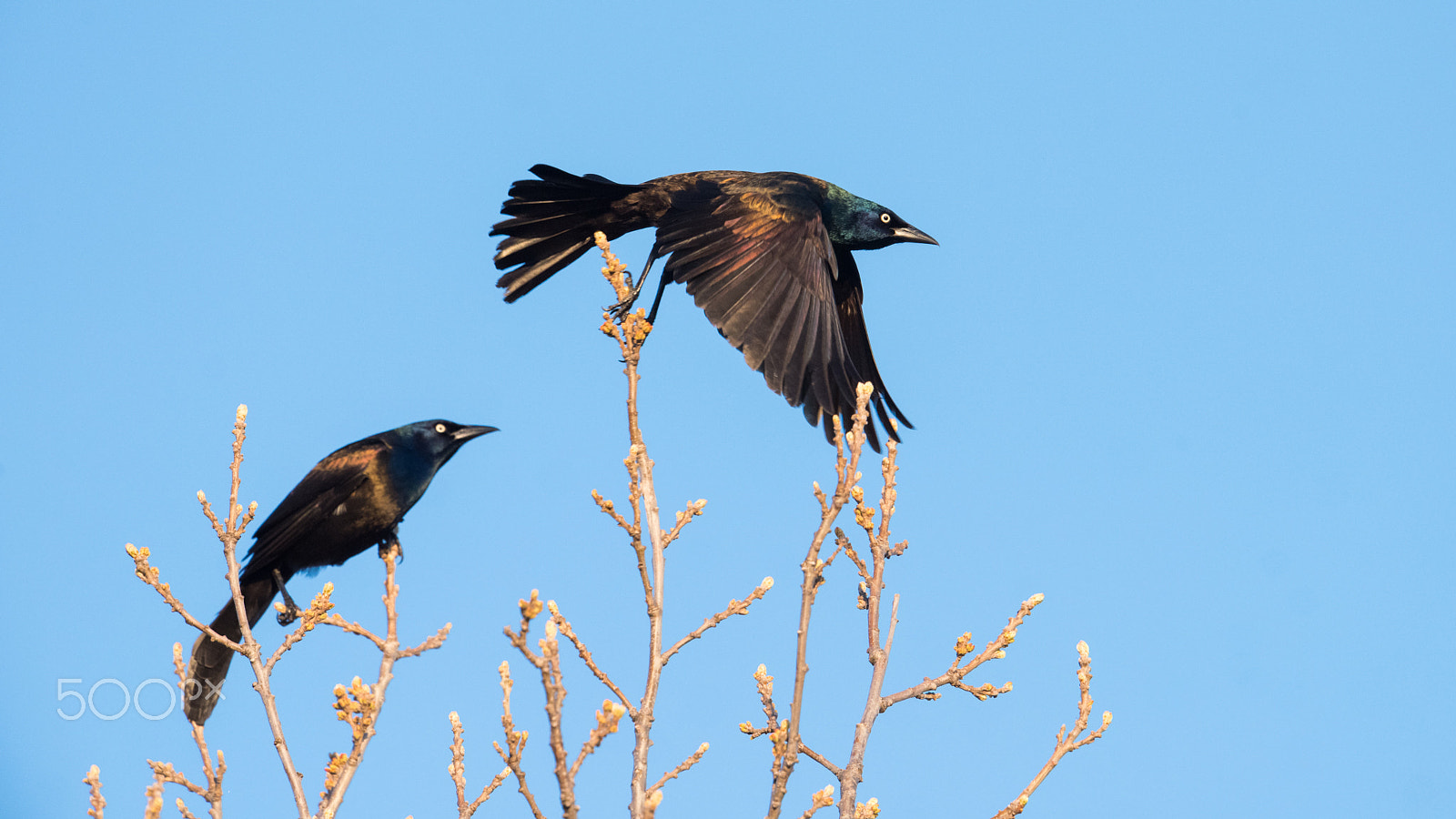 Nikon AF-S Nikkor 500mm F4E FL ED VR sample photo. Grackle on the go photography