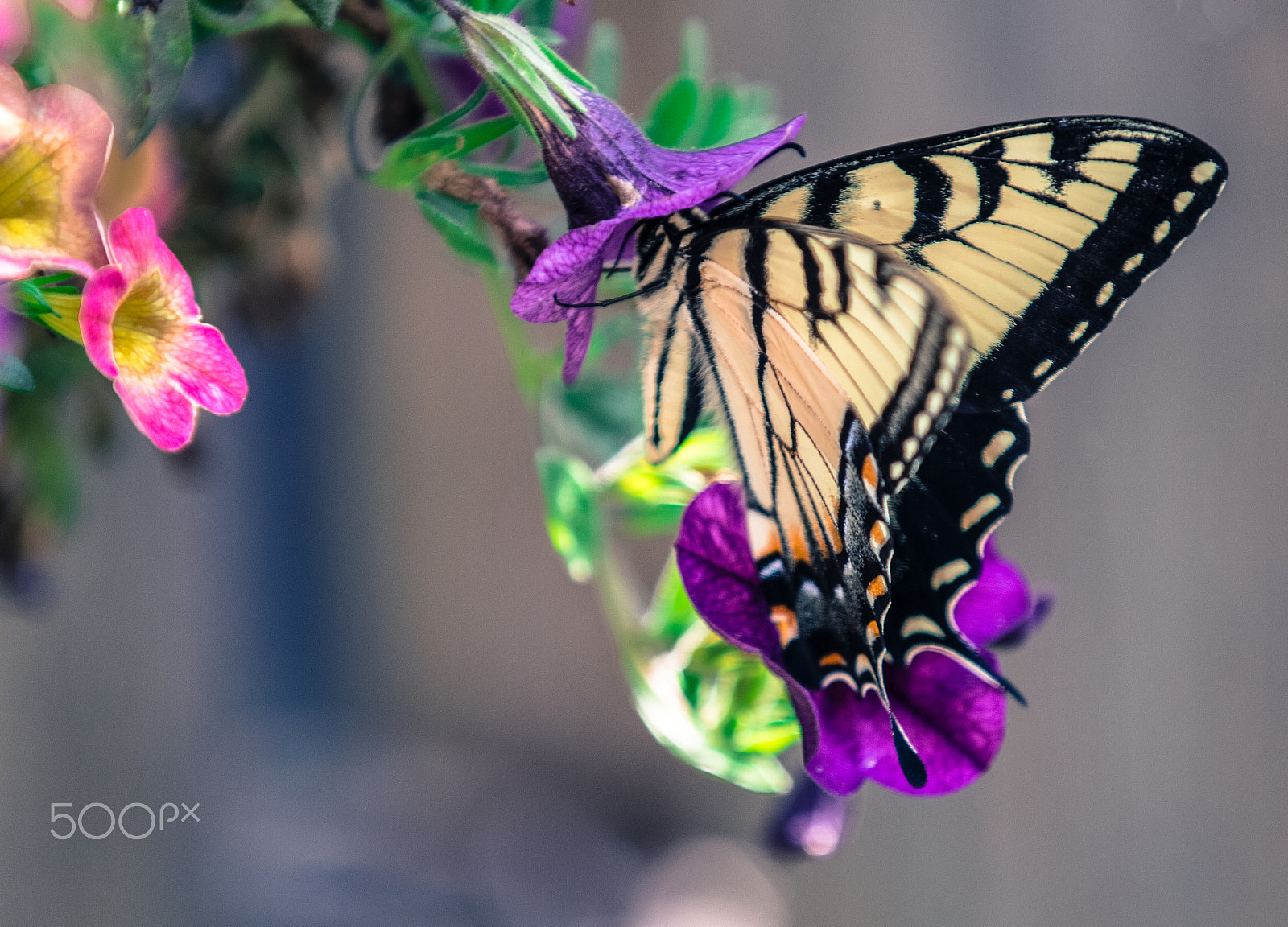 Canon EOS 100D (EOS Rebel SL1 / EOS Kiss X7) sample photo. Noshing butterfly photography