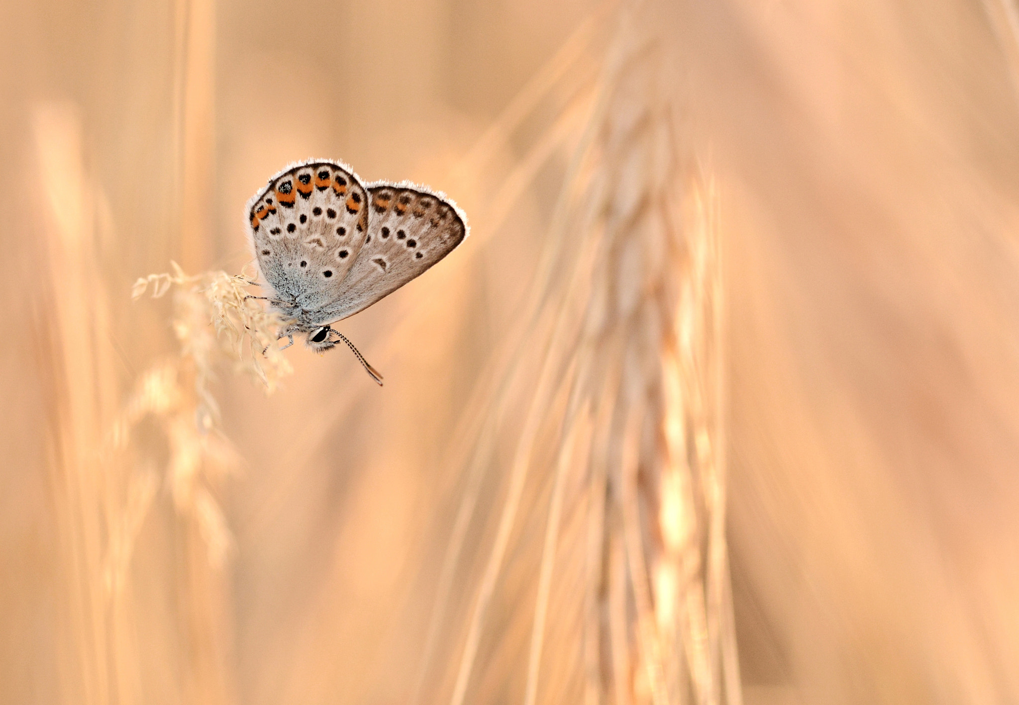 Nikon D7100 + Sigma 105mm F2.8 EX DG Macro sample photo. Barley affair photography