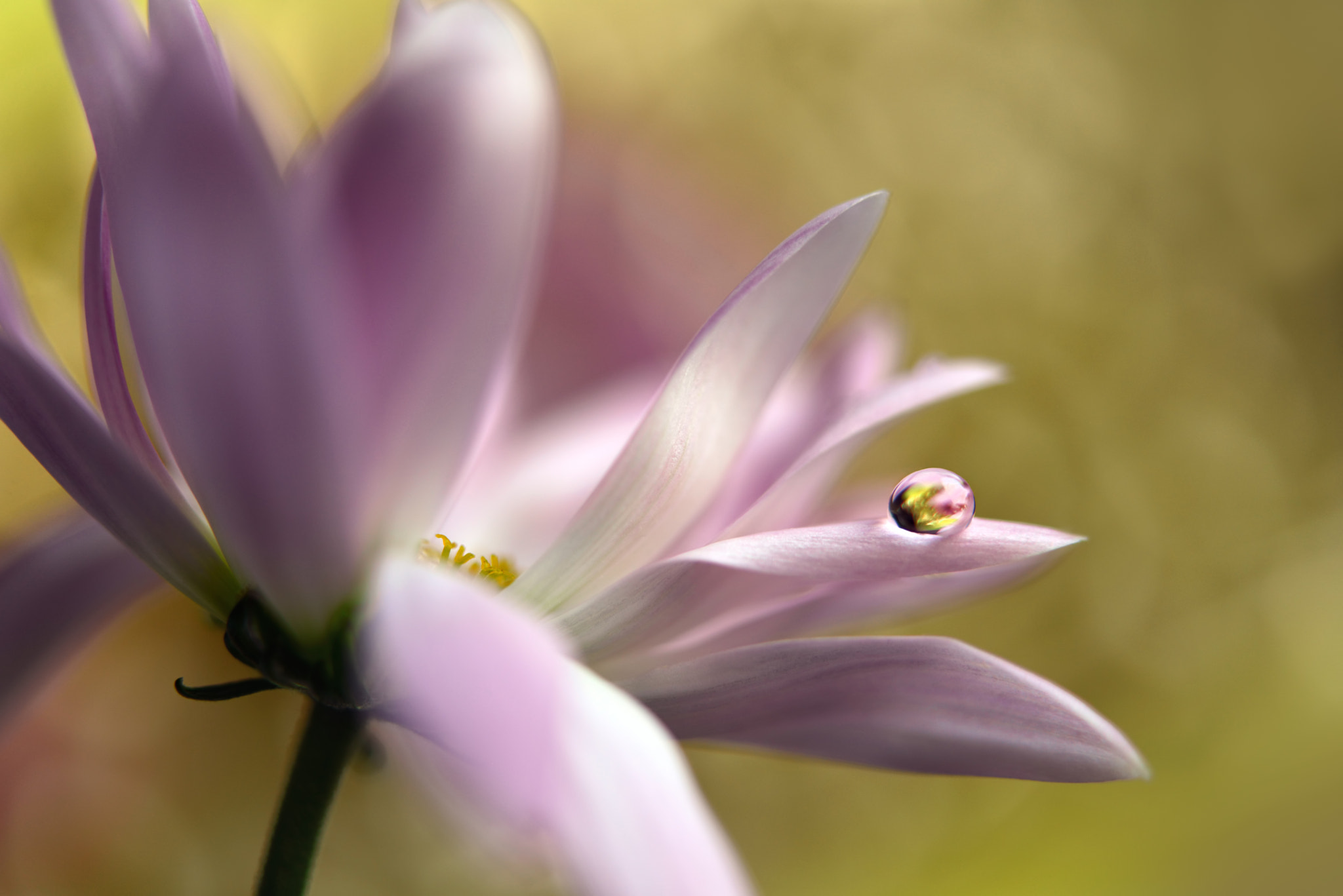 Nikon AF-S Micro-Nikkor 60mm F2.8G ED sample photo. Soft harmony photography