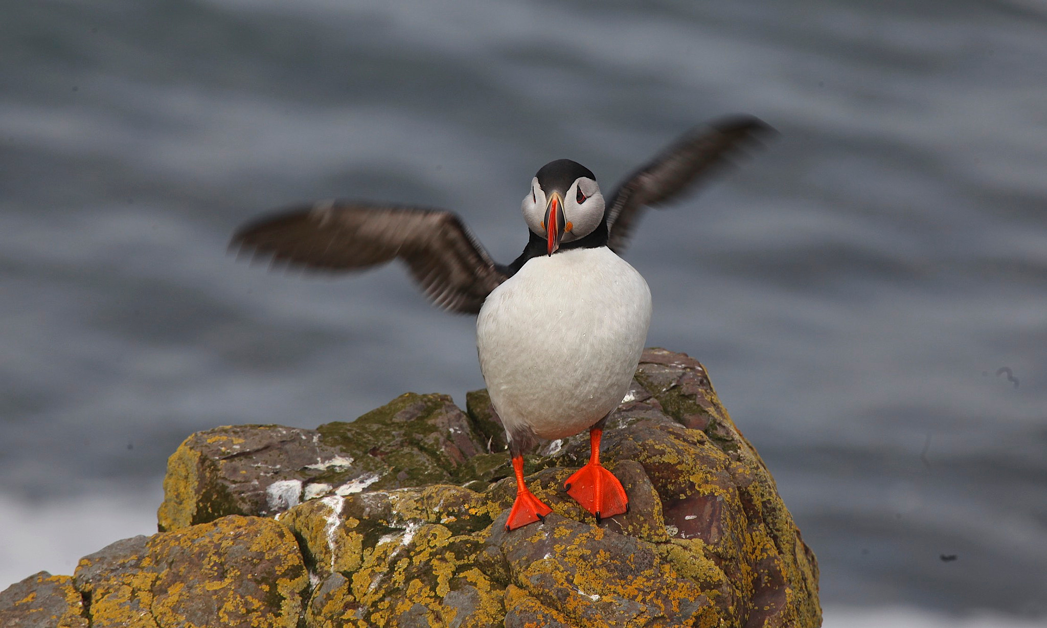 Canon EF 100-400mm F4.5-5.6L IS USM sample photo. Atlantic puffin photography