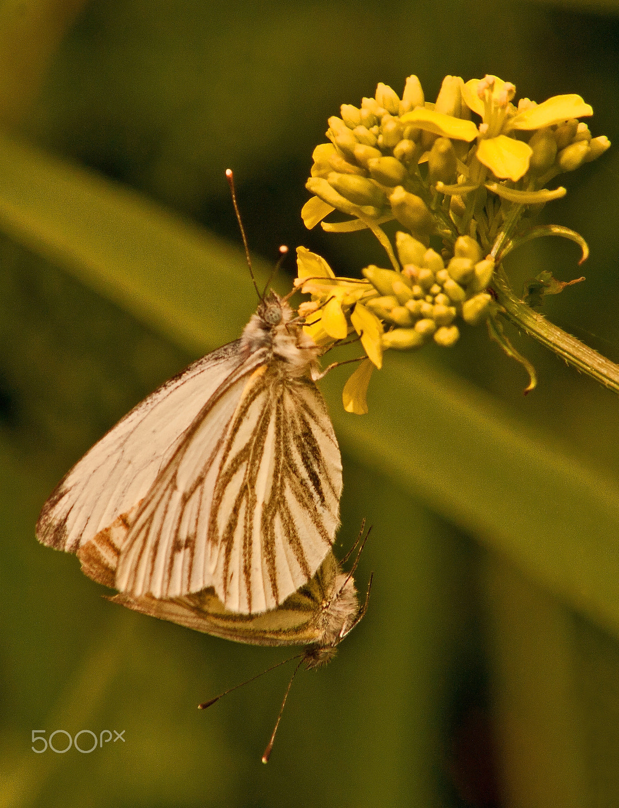 Canon EF 75-300mm f/4-5.6 USM sample photo. Mariposa photography