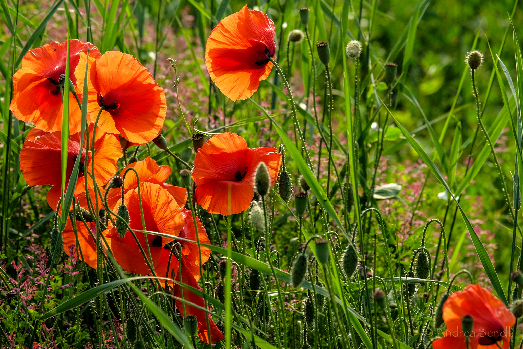Fujifilm X-E2 + Fujifilm XC 50-230mm F4.5-6.7 OIS sample photo. Poppy photography
