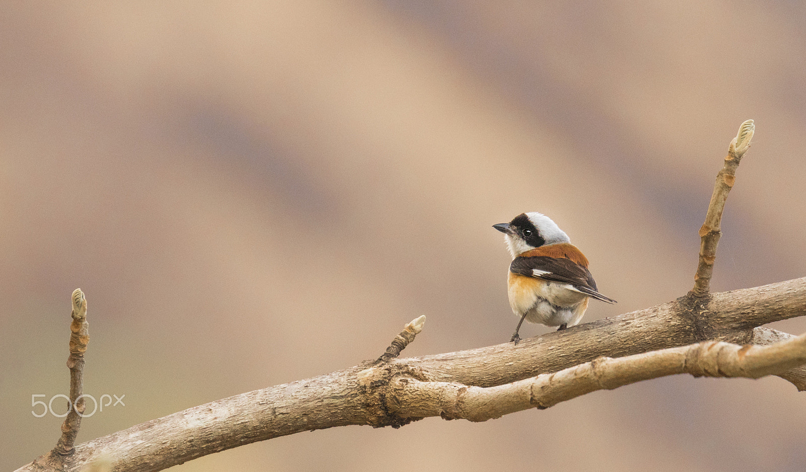 Canon EOS 80D + Canon EF 100-400mm F4.5-5.6L IS II USM sample photo. Red-backed shrike male photography