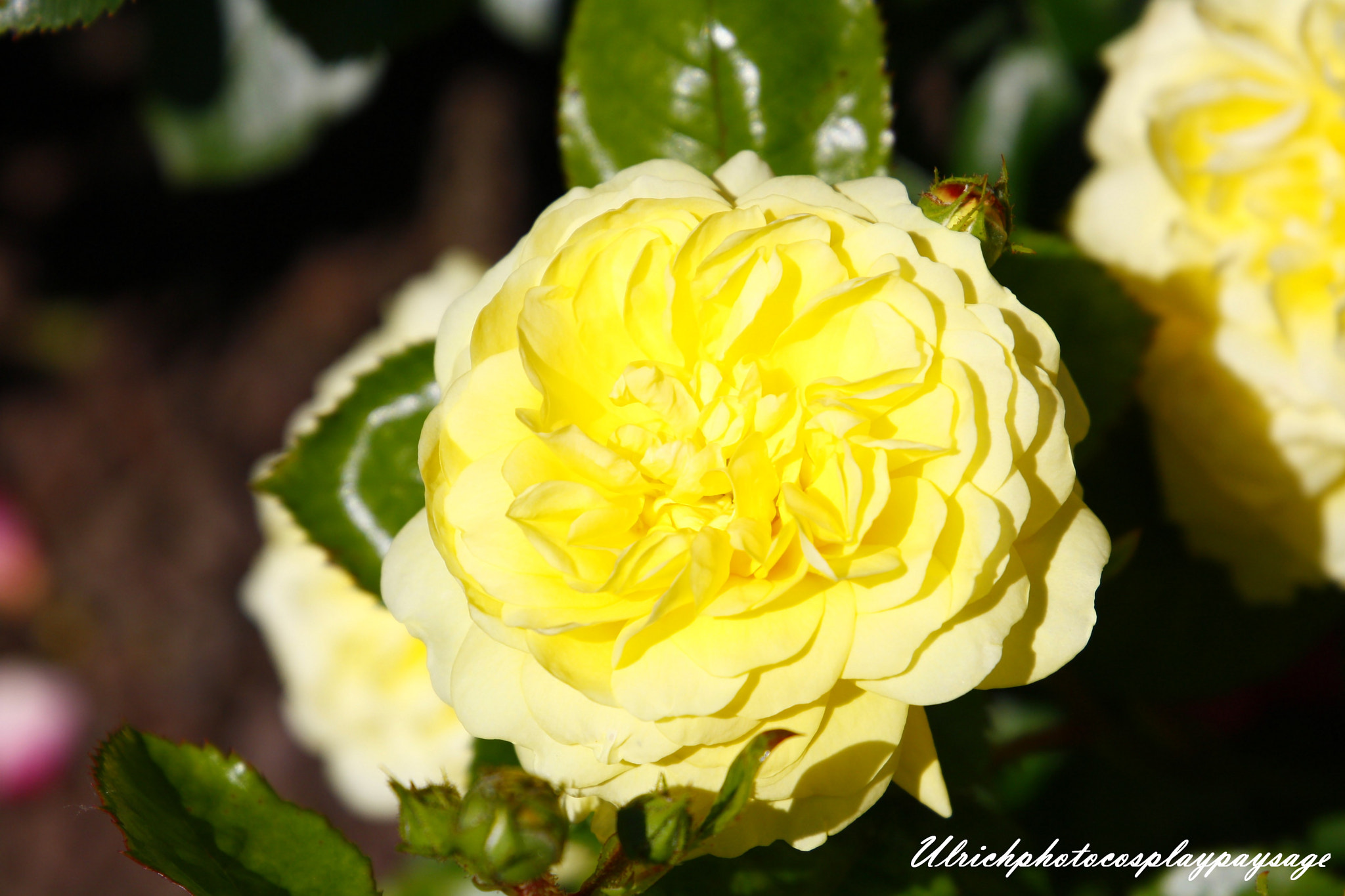 Canon EF 24-105mm F3.5-5.6 IS STM sample photo. Rose jaune photography