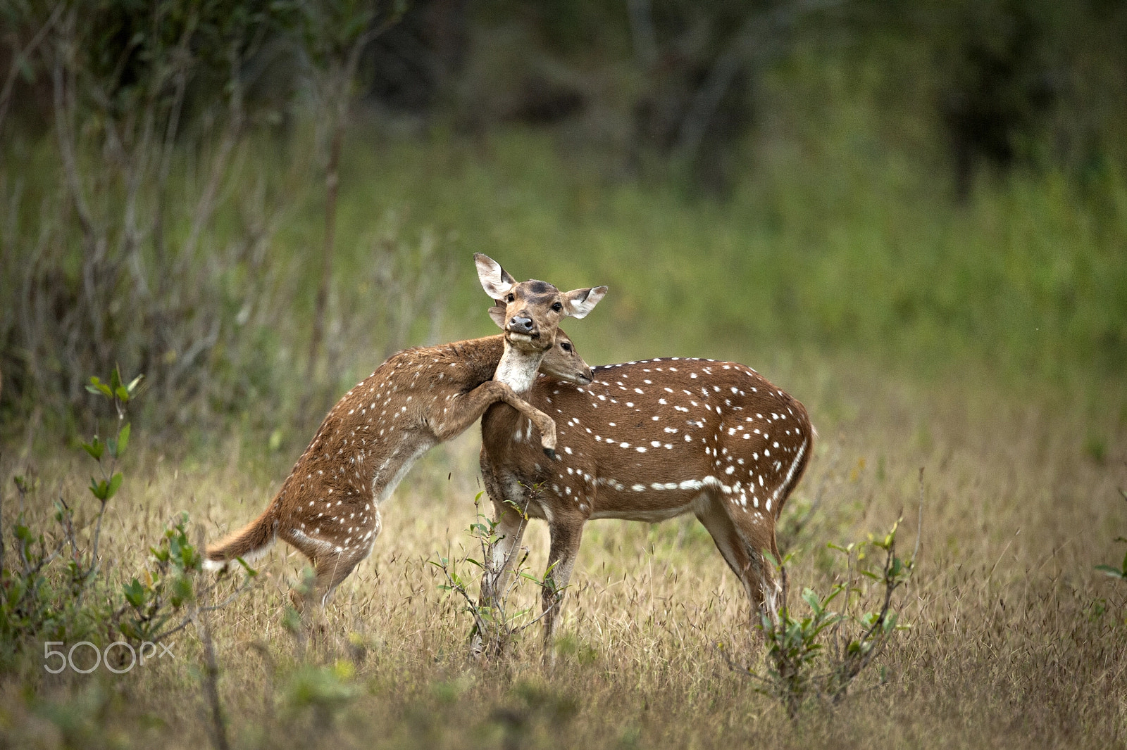 Nikon D700 + Nikon AF-S Nikkor 600mm F4G ED VR sample photo. I'm fawn of you photography