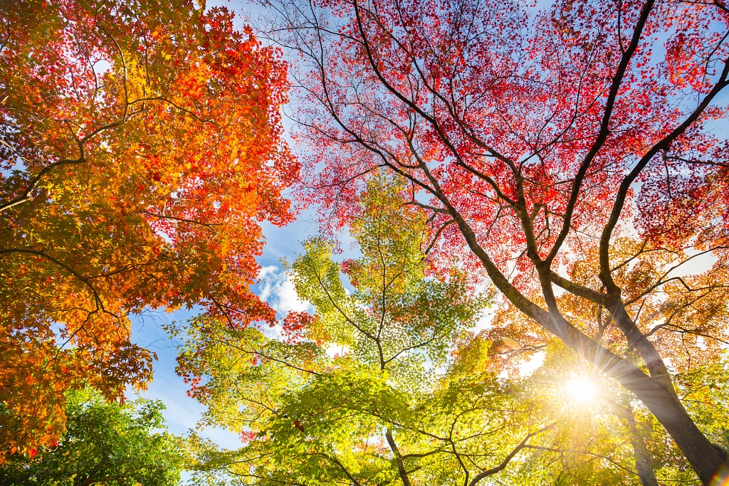 Colorful autunm treetops. by Matej Kastelic on 500px.com