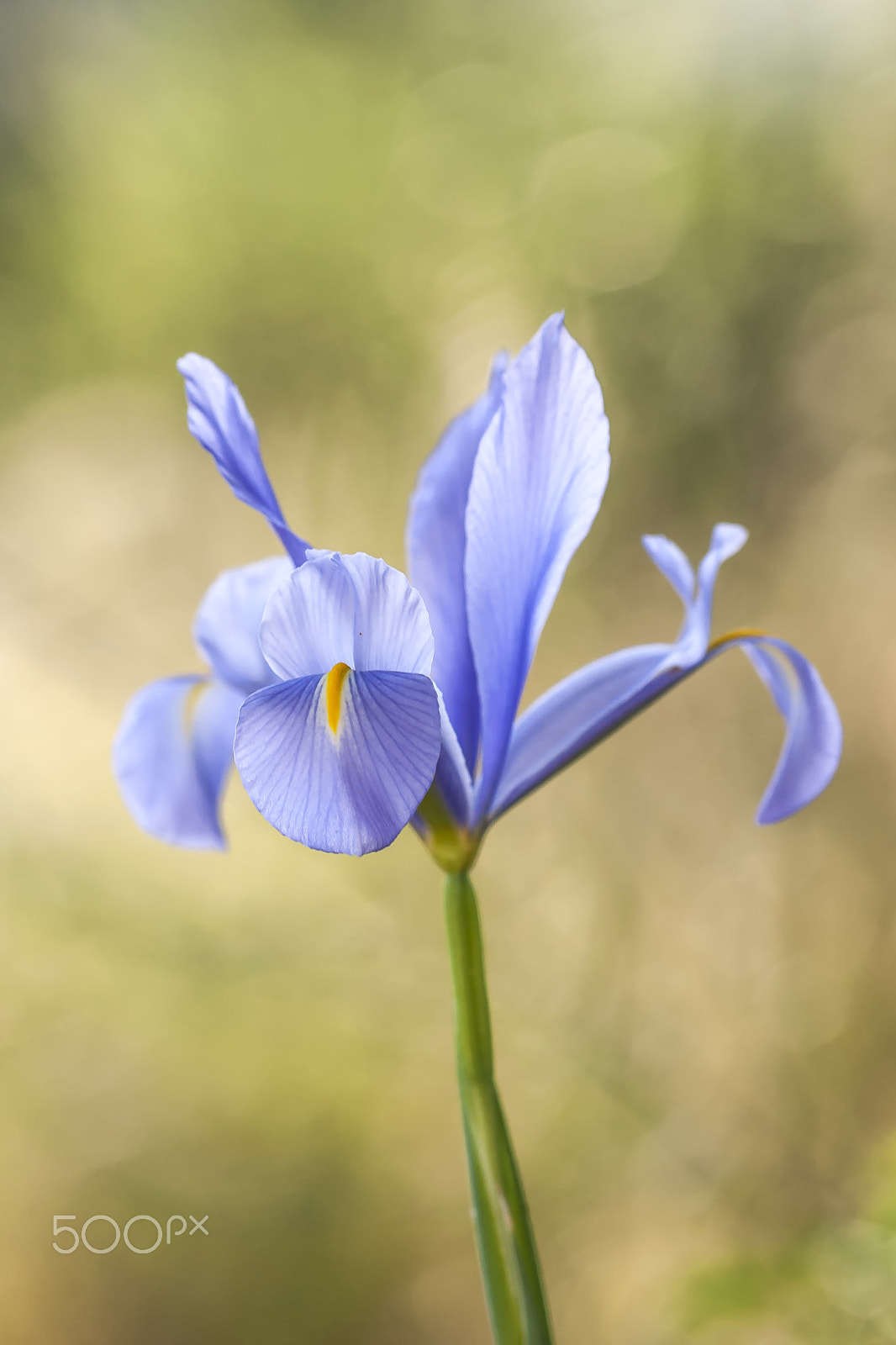 Canon EF 100mm F2.8 Macro USM sample photo. 20160521 doñana - 426 photography