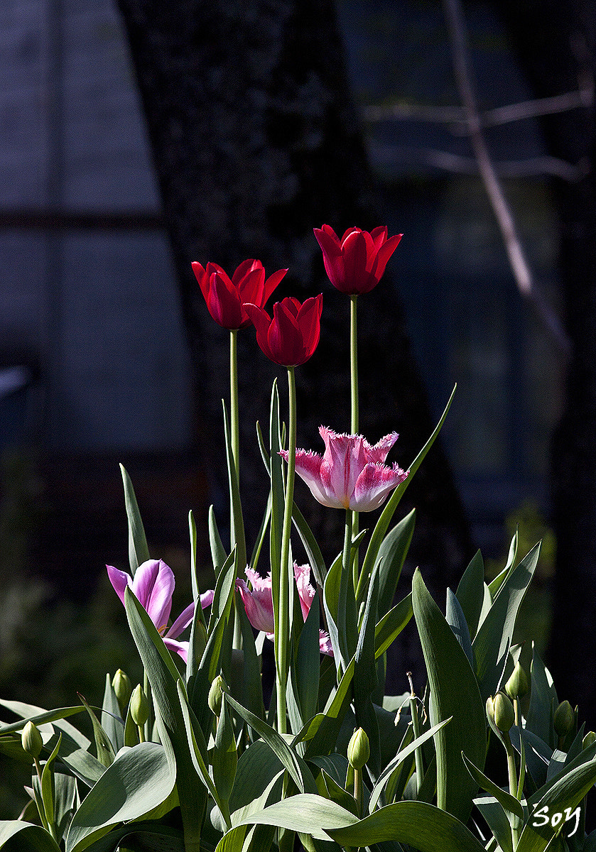 Sigma 85mm F1.4 EX DG HSM sample photo. Tulipanes del huerto de la farmacia. photography