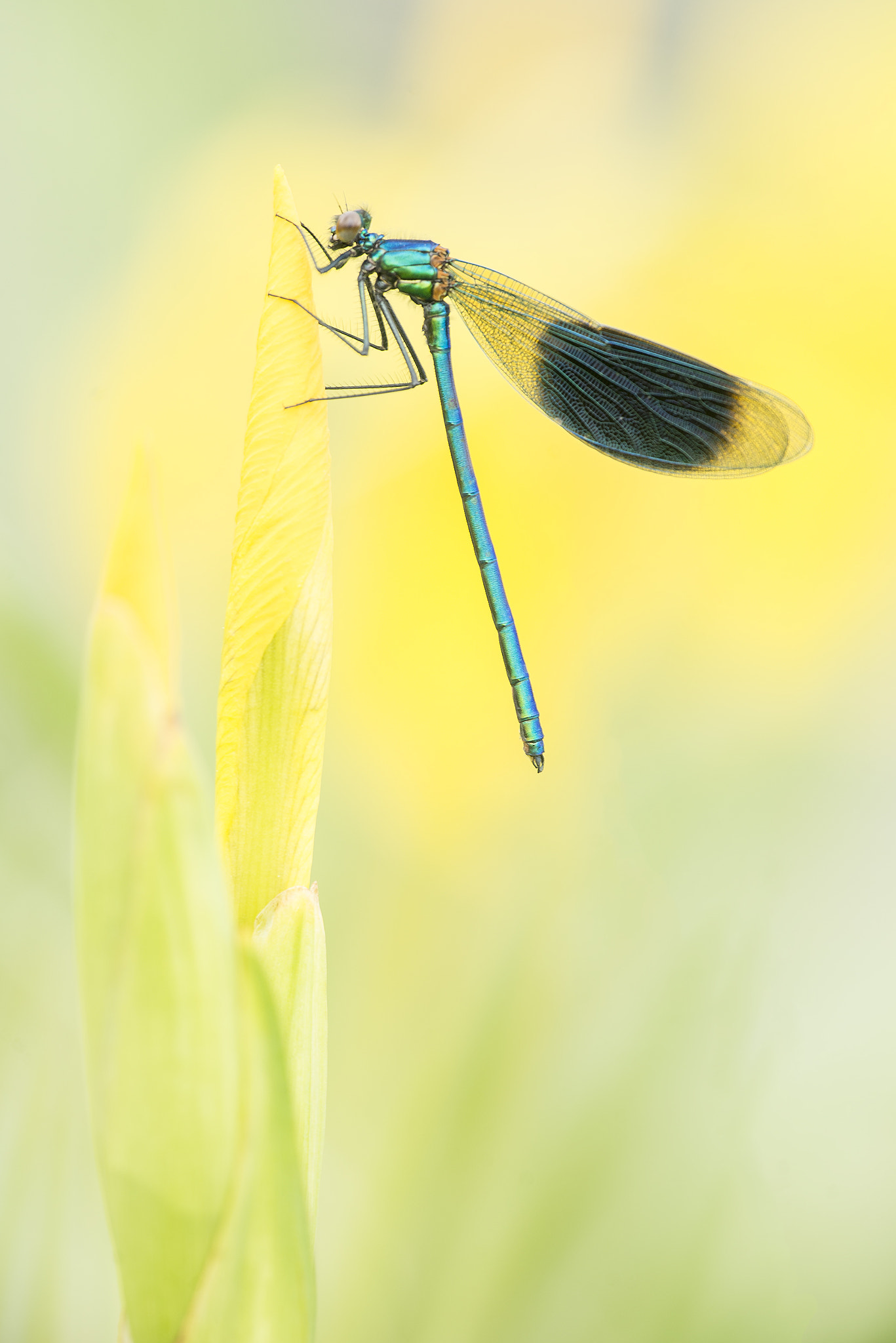 Nikon Nikkor AF-S 300mm F4E PF ED VR sample photo. Banded demoiselle on yellow iris photography