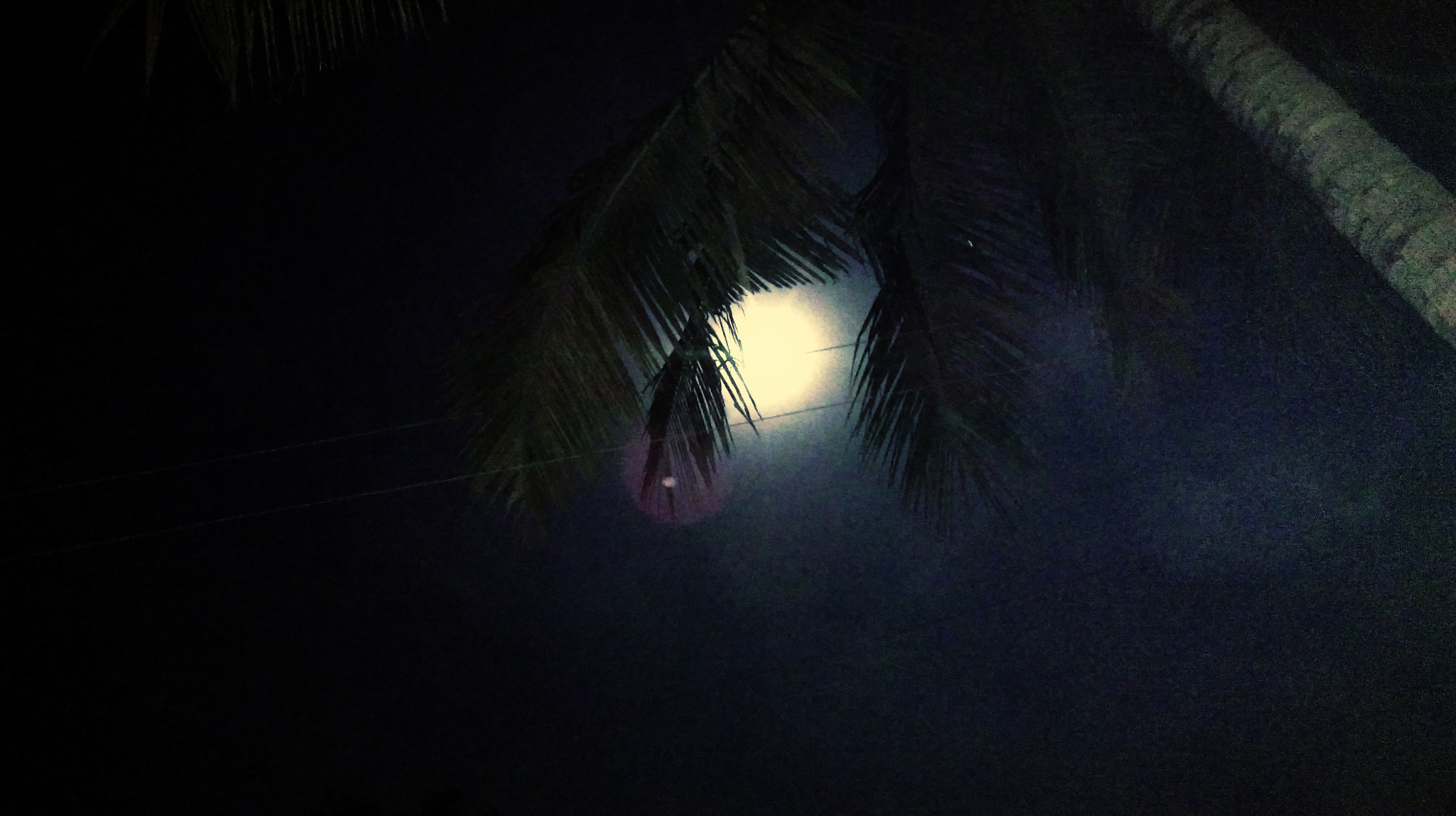 HTC DESIRE 820 DUAL SIM sample photo. Coconut tree & full moon combo ... photography