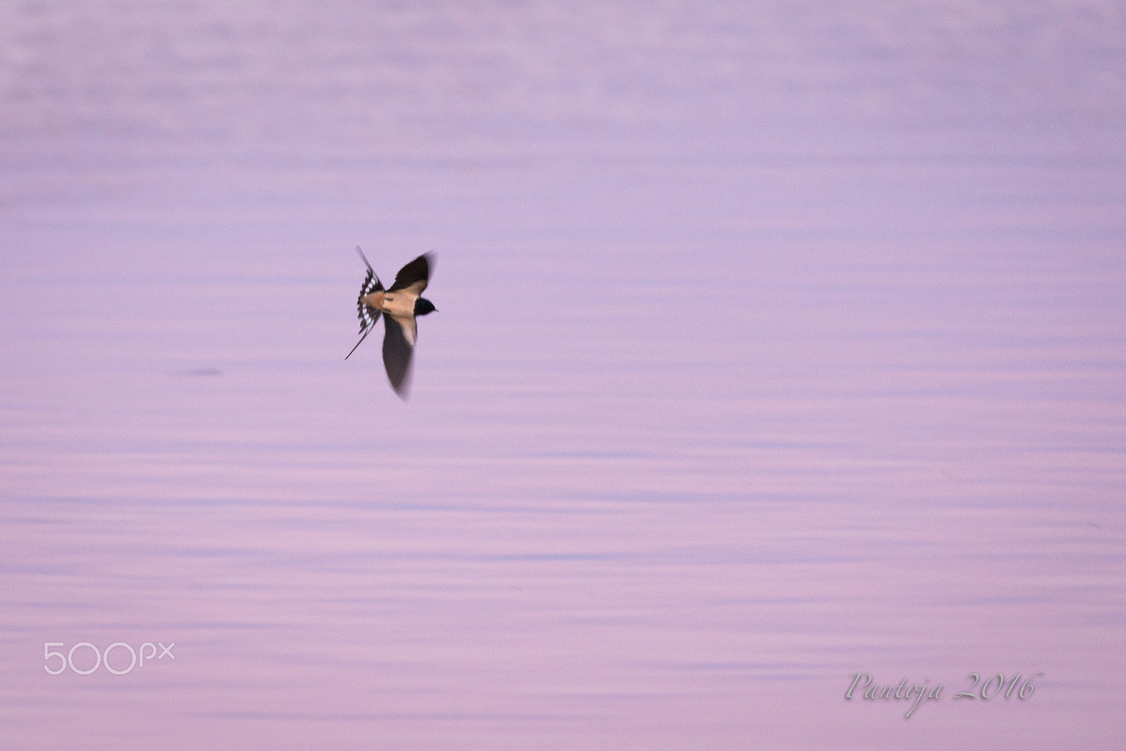 Nikon AF-S Nikkor 200-500mm F5.6E ED VR sample photo. Swallow over the lake photography