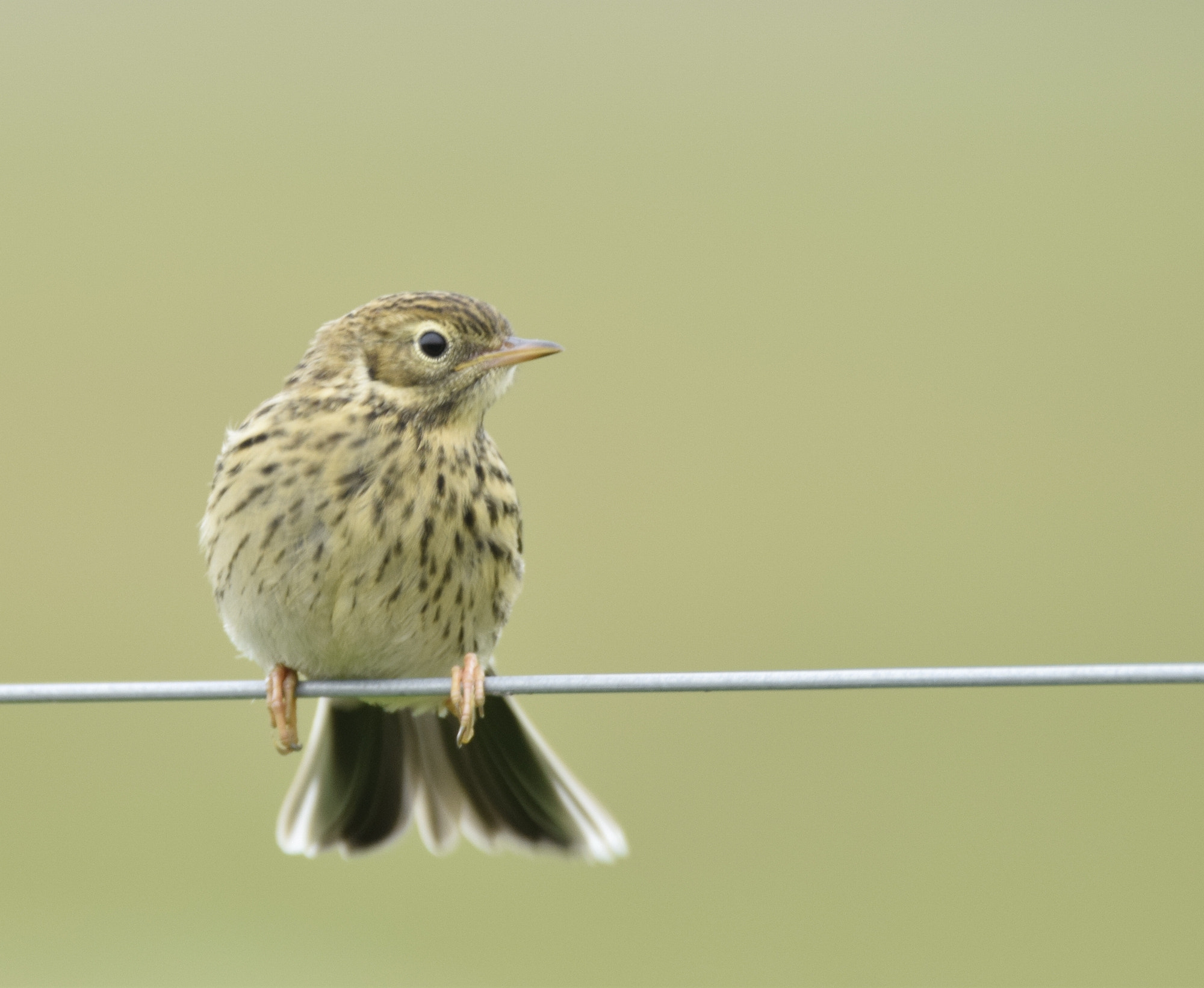 Sigma 150-600mm F5-6.3 DG OS HSM | C sample photo