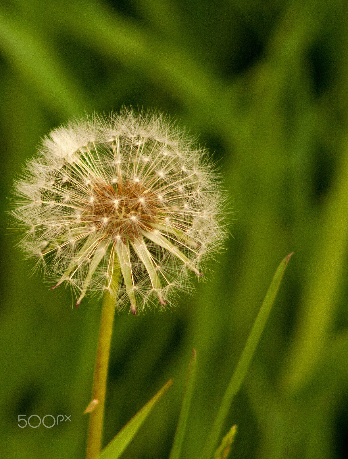 Canon EF 75-300mm f/4-5.6 USM sample photo. Fragile dandelion photography
