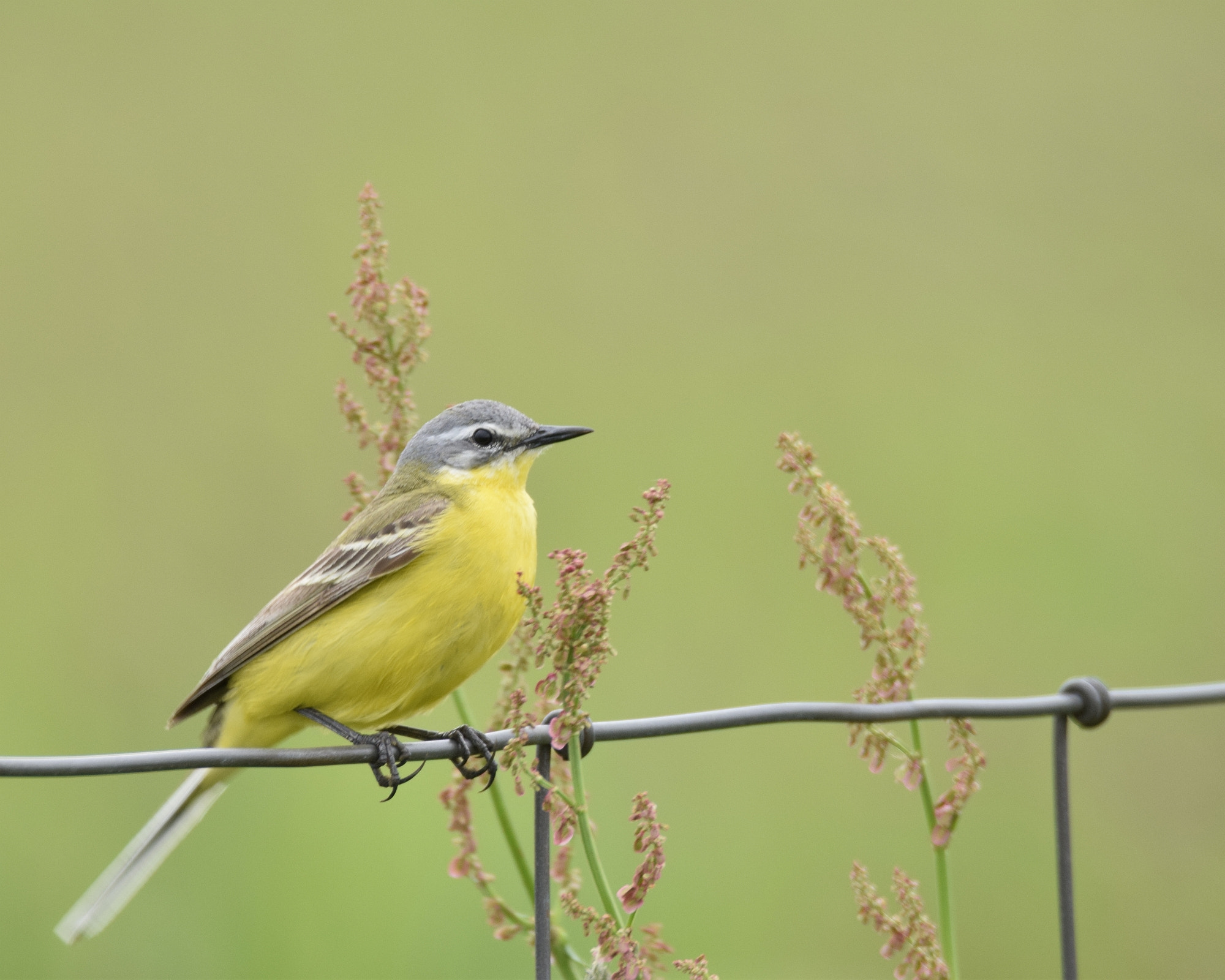 Sigma 150-600mm F5-6.3 DG OS HSM | C sample photo