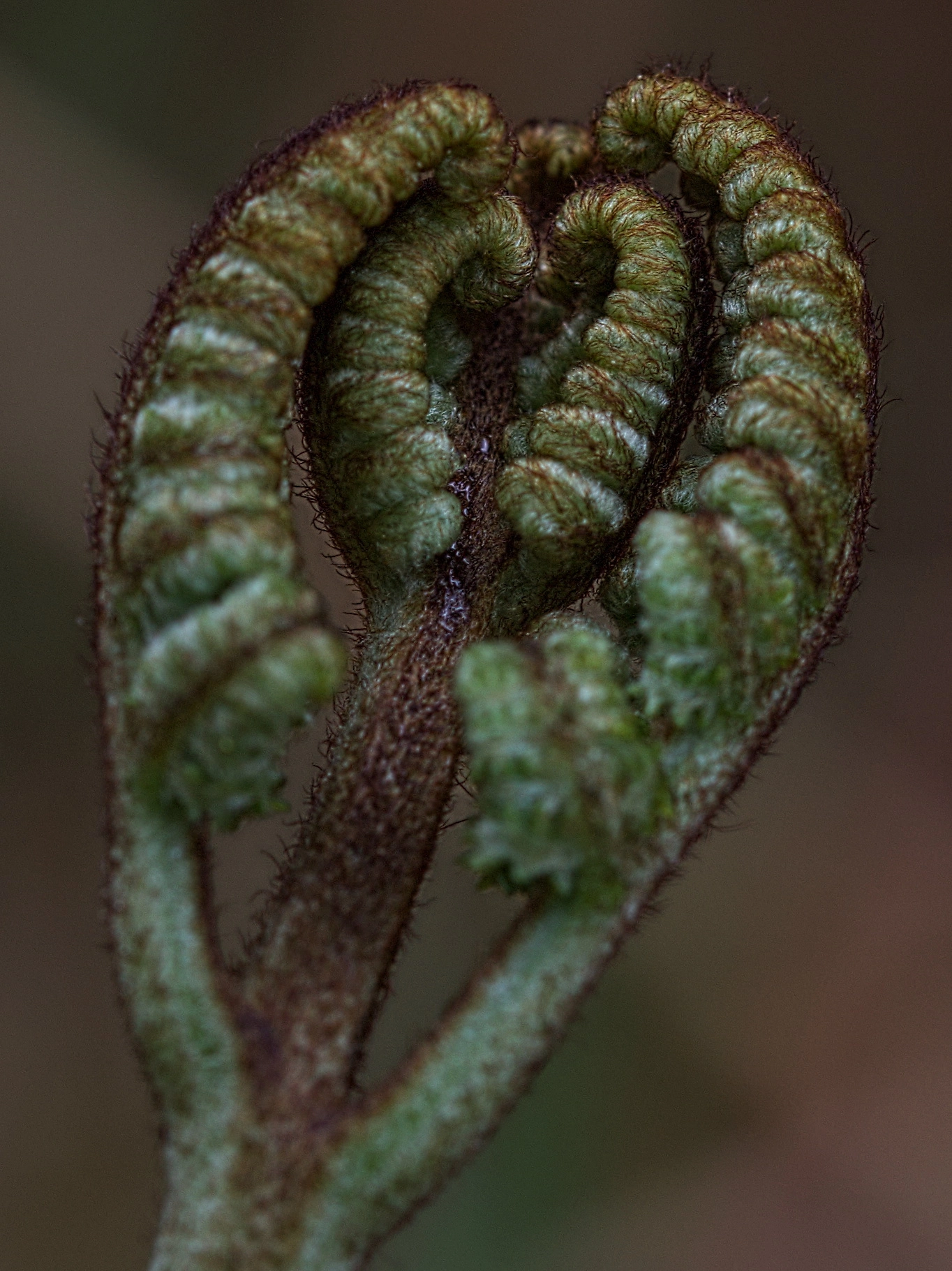 Sigma 105mm F2.8 EX DG OS HSM sample photo. Still curled up photography