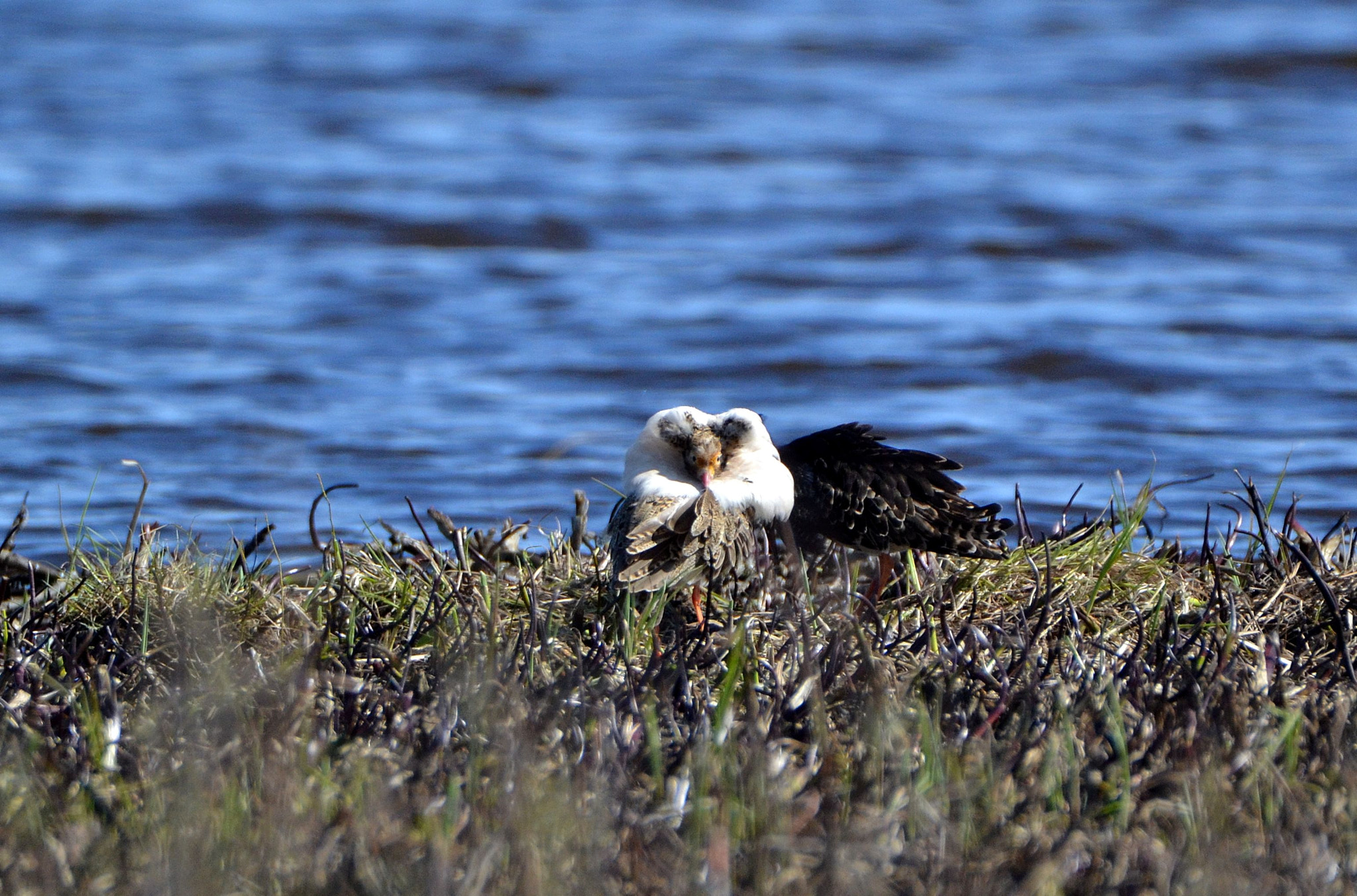 Nikon D3100 sample photo. Ruff photography