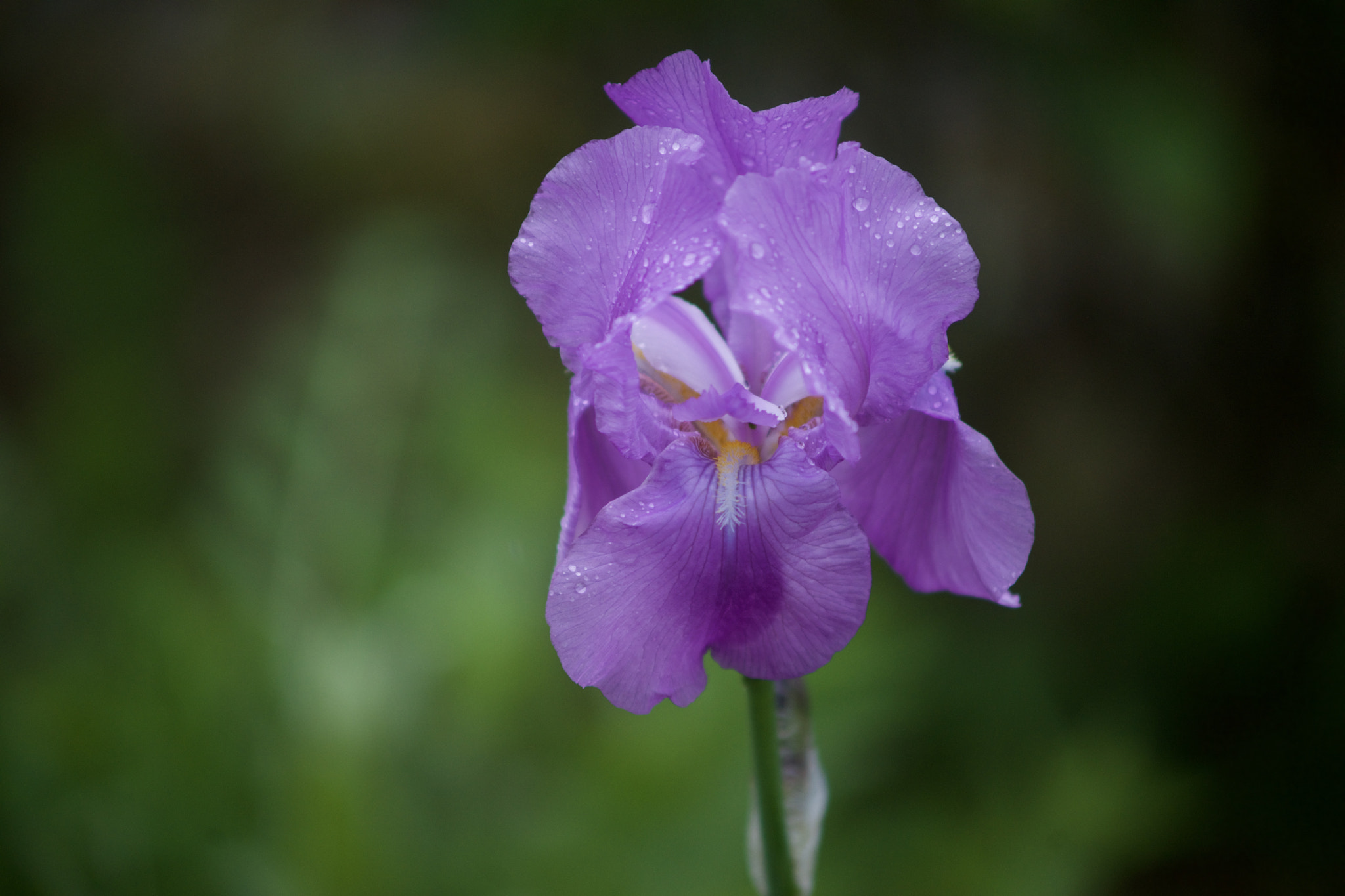 Sony a7 + Minolta AF 70-210mm F4 Macro sample photo. Purple flowering the morning photography