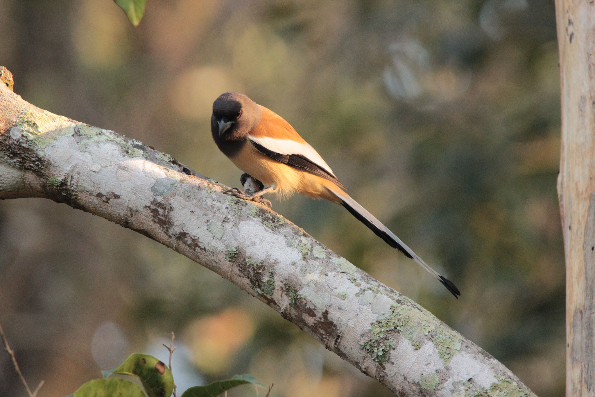 Tamron SP 150-600mm F5-6.3 Di VC USD sample photo. Rufous treepie photography
