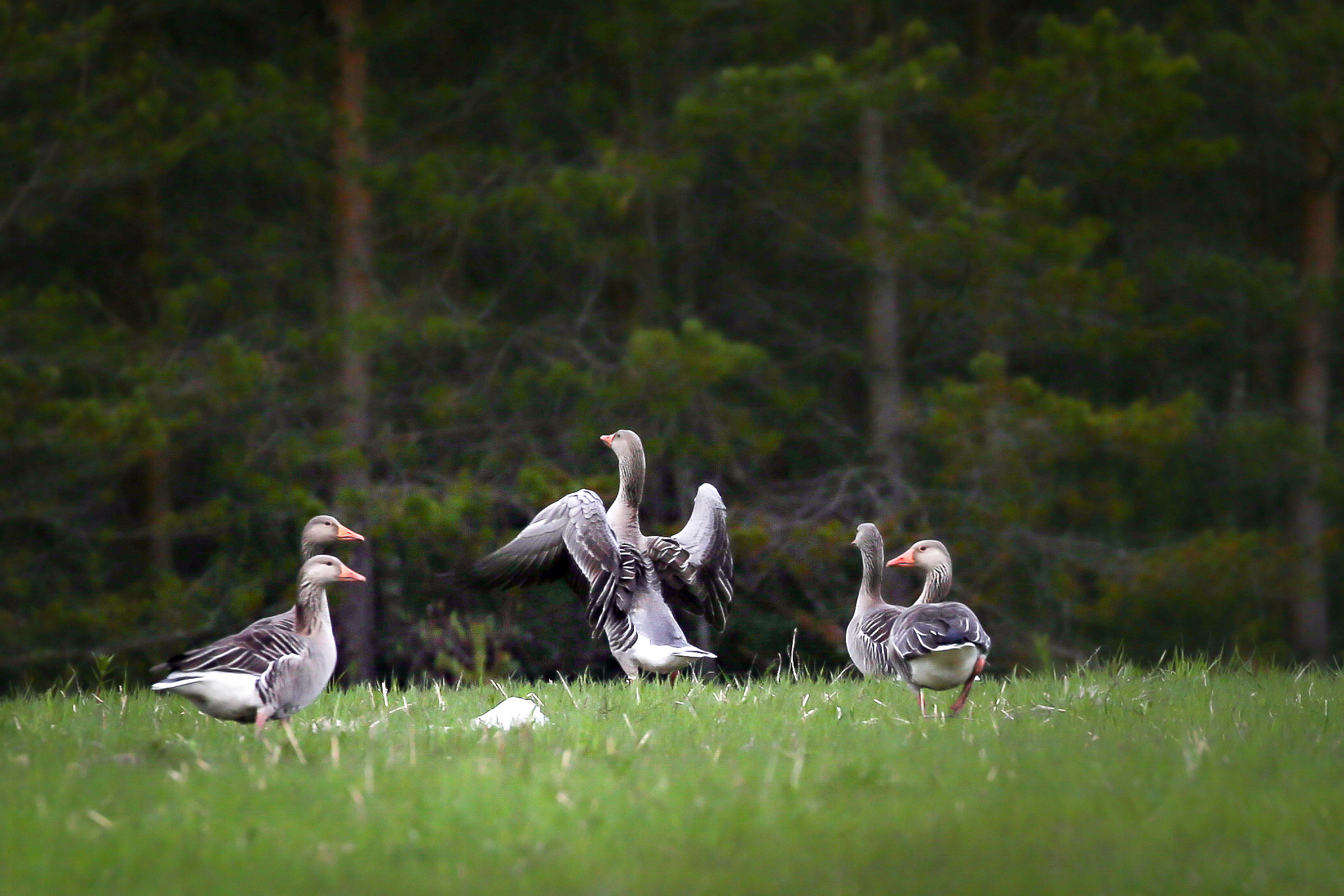 Canon EF 100-400mm F4.5-5.6L IS II USM sample photo. Greylag goose - anser anser photography
