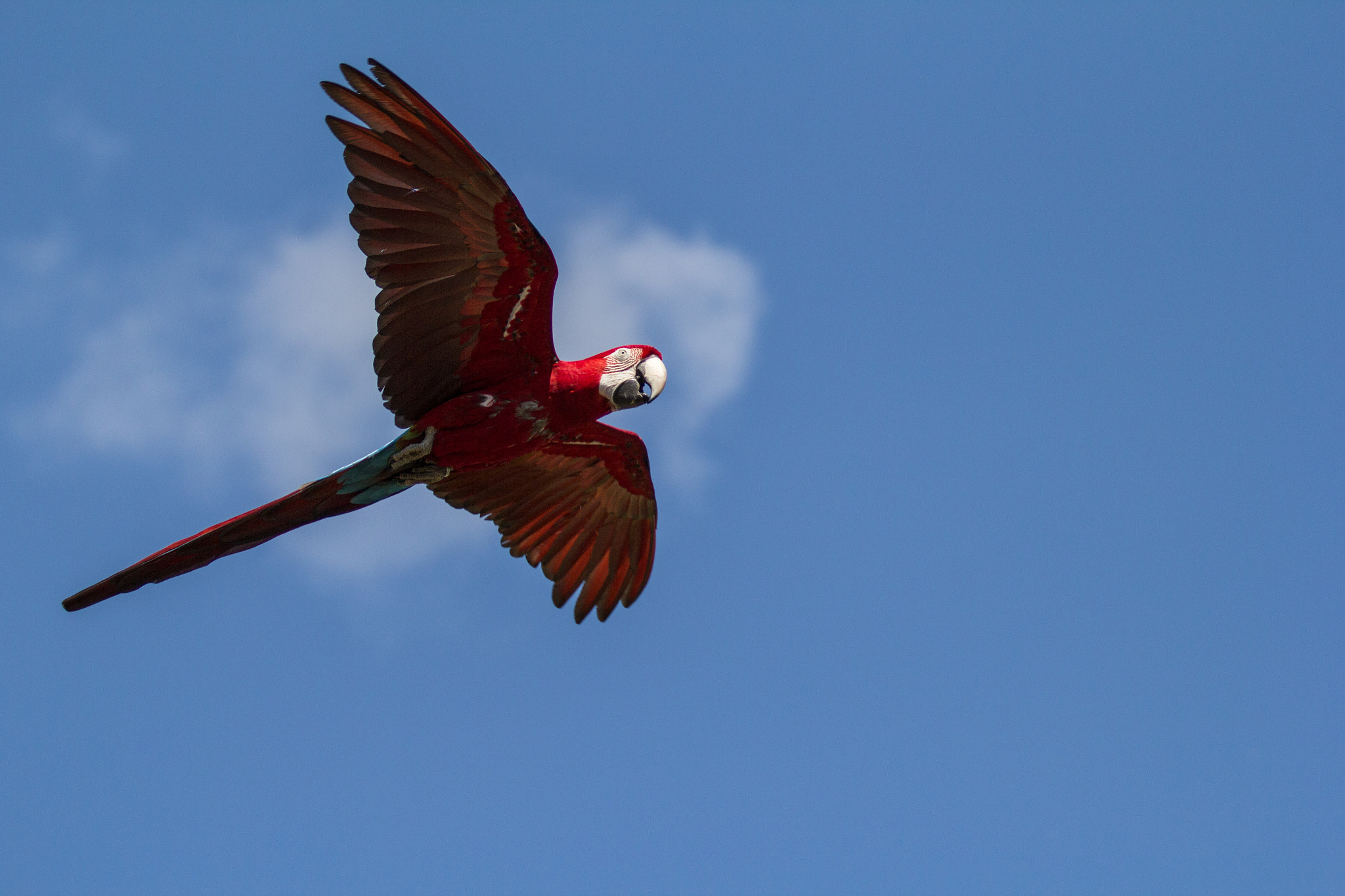Canon EF 70-200mm F2.8L IS II USM sample photo. Lovely parrot photography