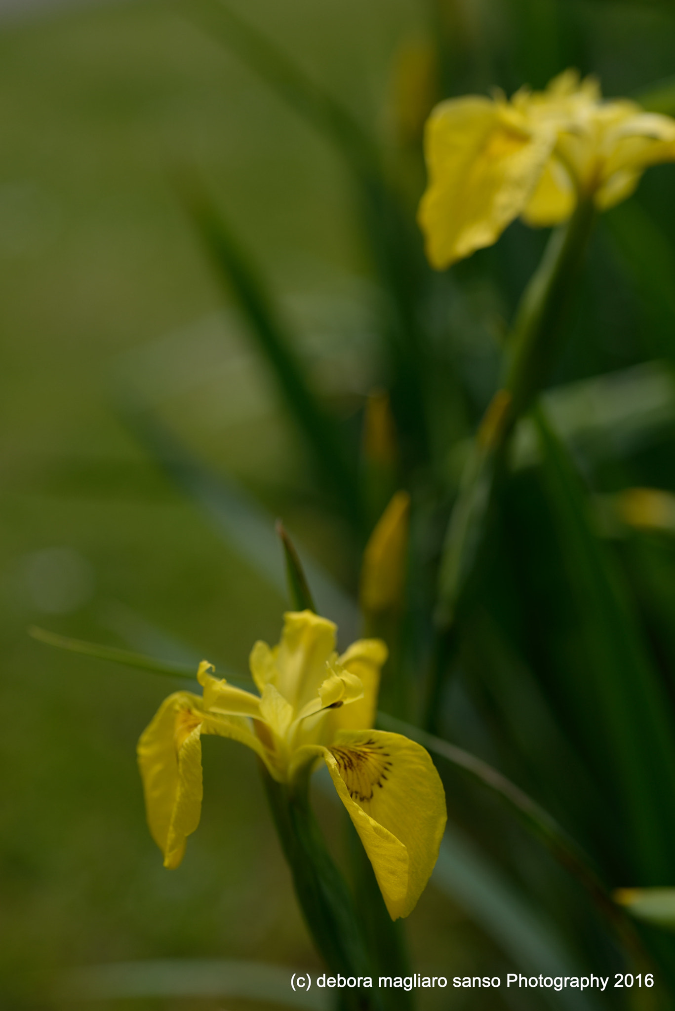 Nikon D610 + Nikon AF Micro-Nikkor 60mm F2.8D sample photo. Iris photography