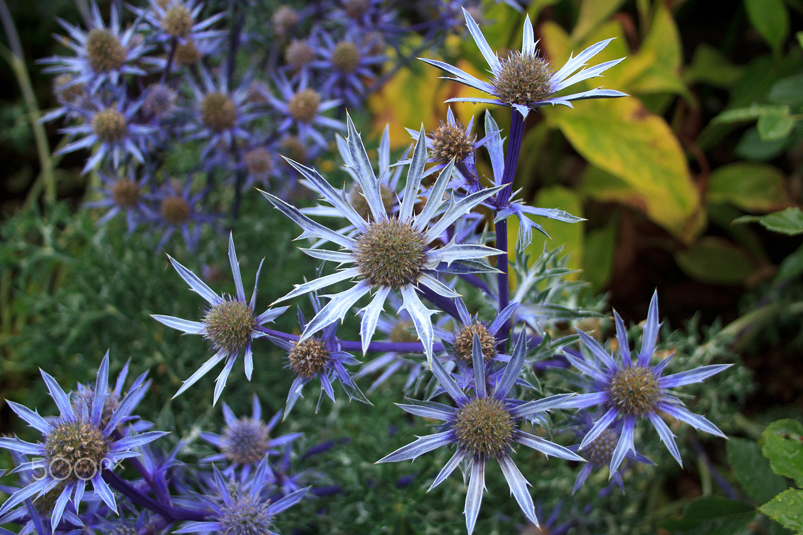 Canon EF-S 18-55mm F3.5-5.6 sample photo. Eryngium photography