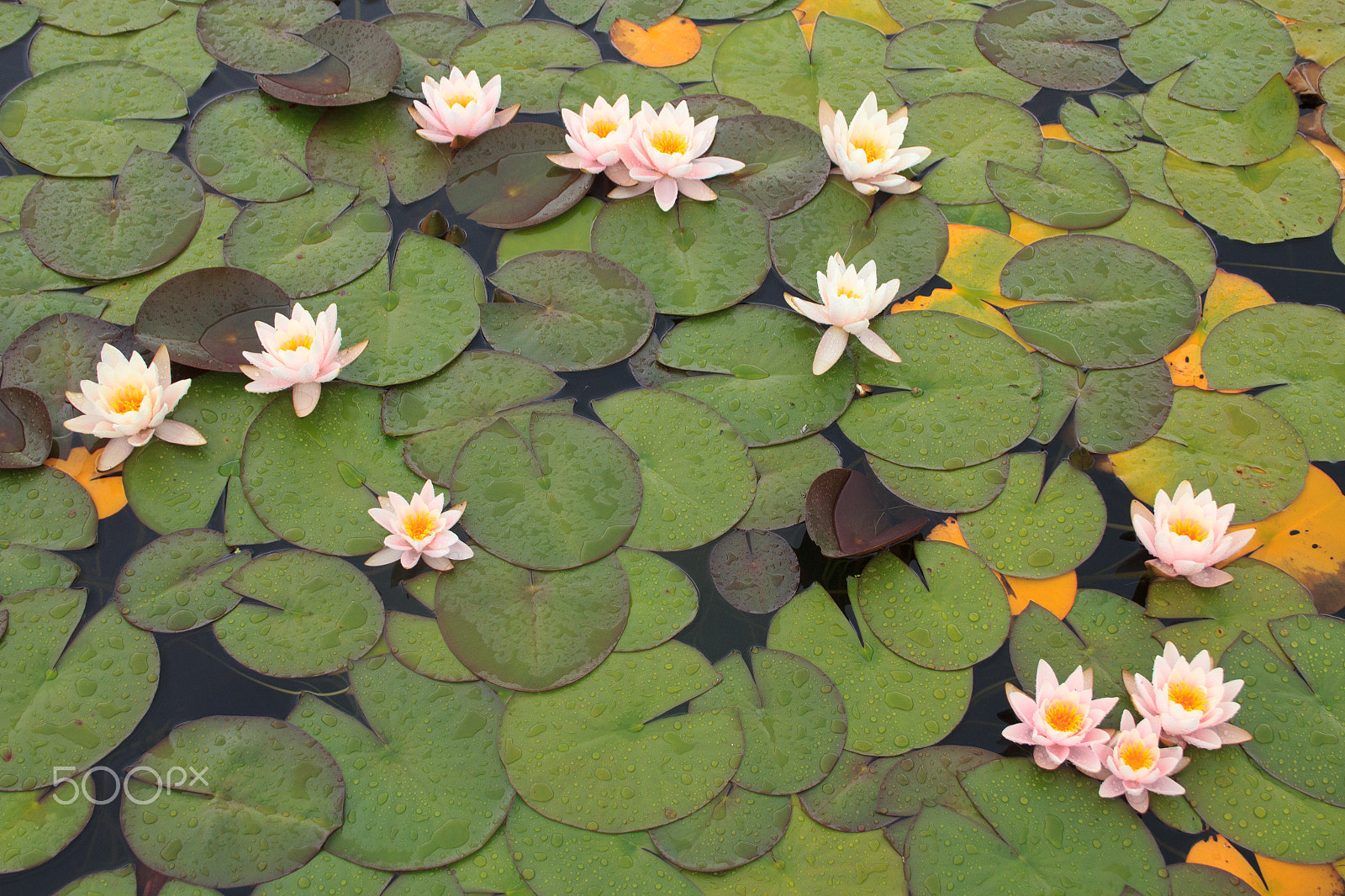 Canon EF-S 18-55mm F3.5-5.6 sample photo. Water lily photography