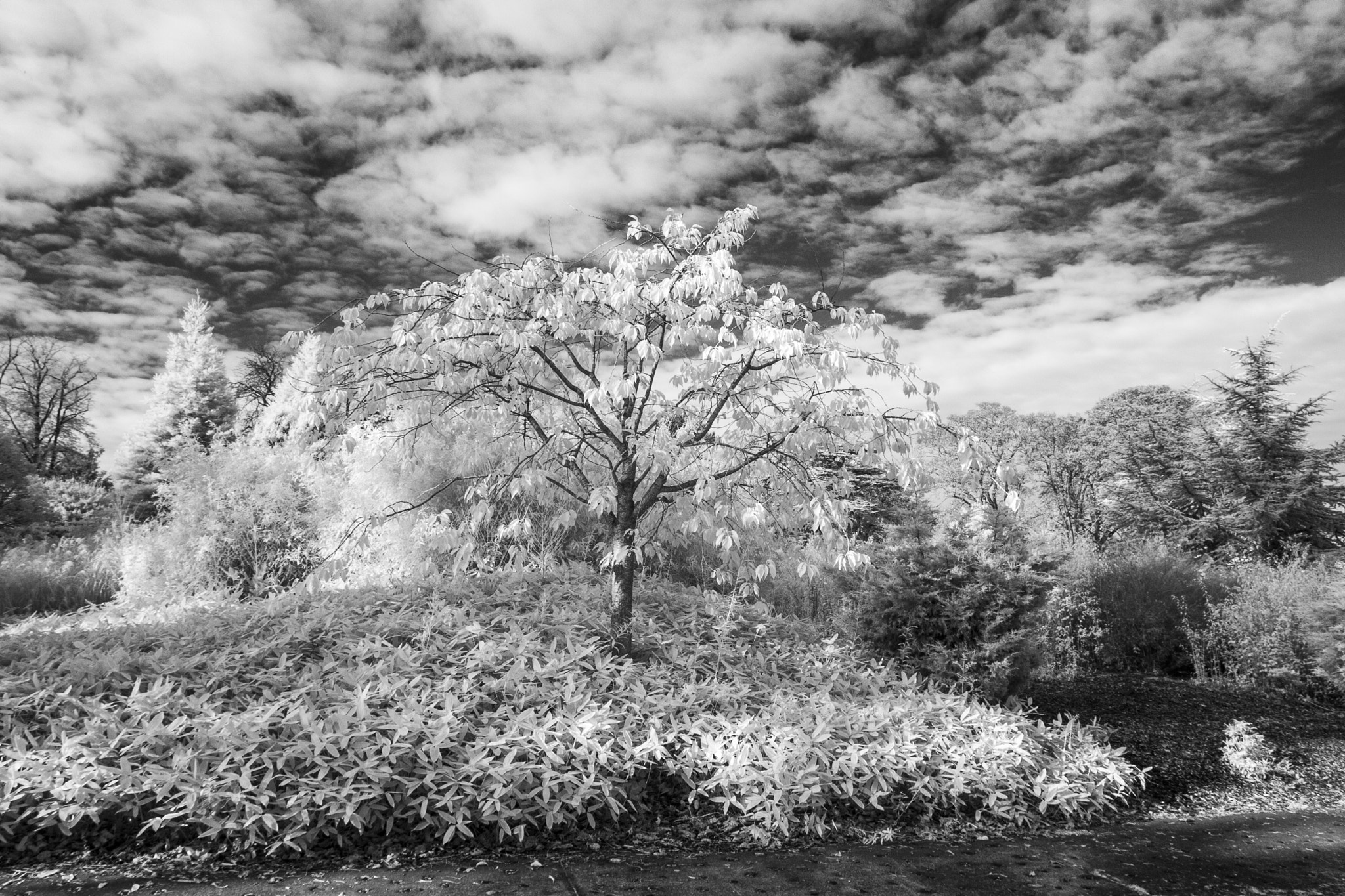 Canon EOS-1D Mark II sample photo. Tree and clouds photography