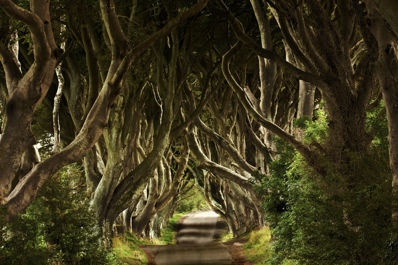 Canon EOS 50D + Canon EF 70-300mm F4-5.6L IS USM sample photo. Dark hedges sept photography