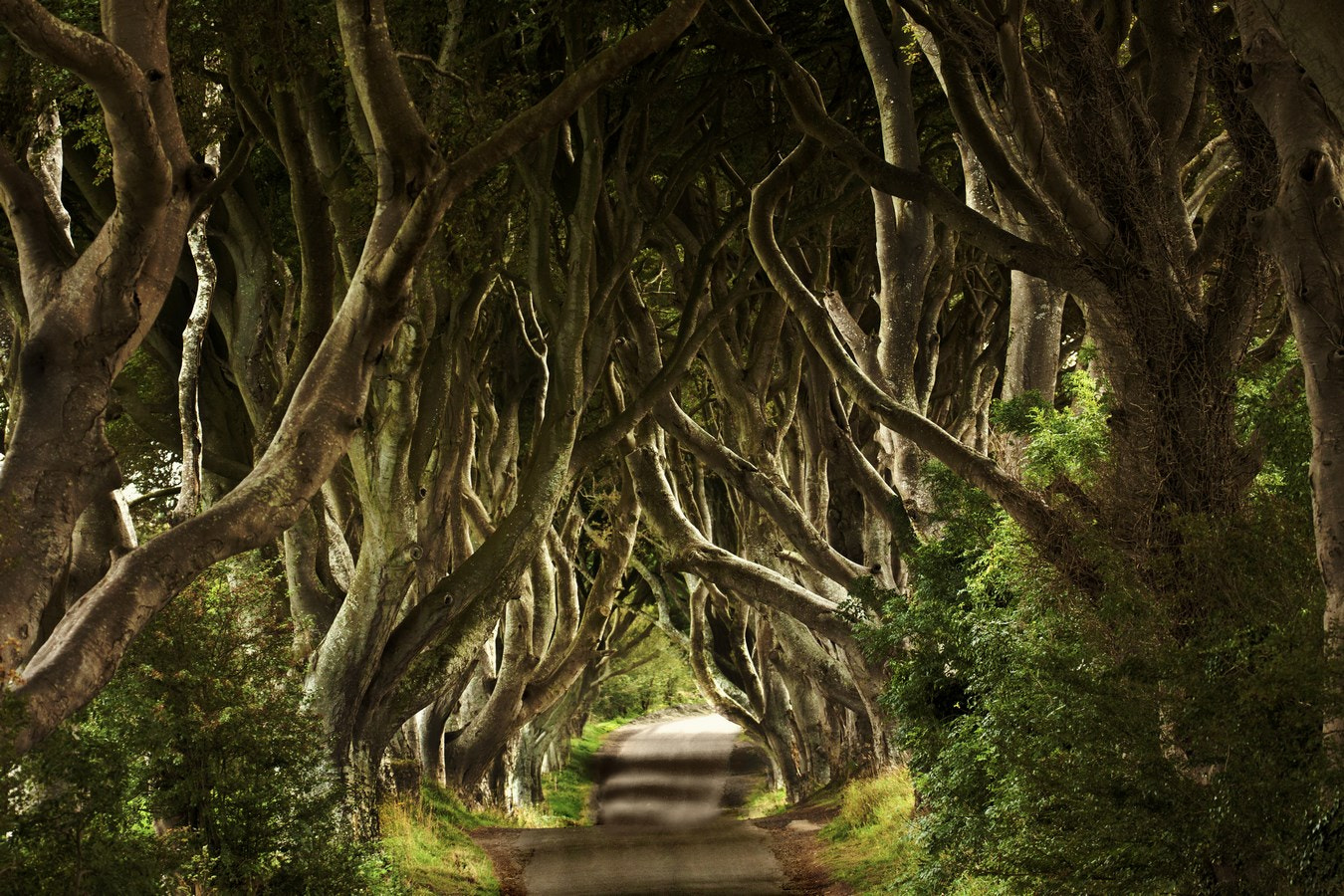 Canon EF 70-300mm F4-5.6L IS USM sample photo. Dark hedges sept photography