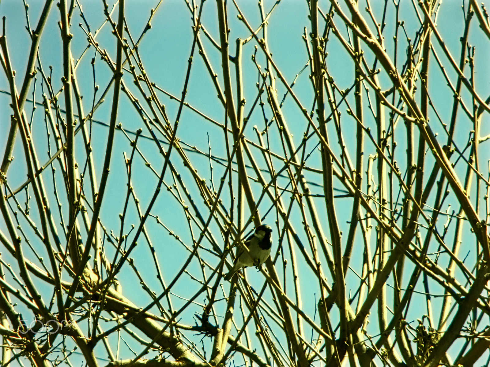Canon PowerShot ELPH 115 IS (IXUS 132 / IXY 90F) sample photo. A bird among the tree branches photography