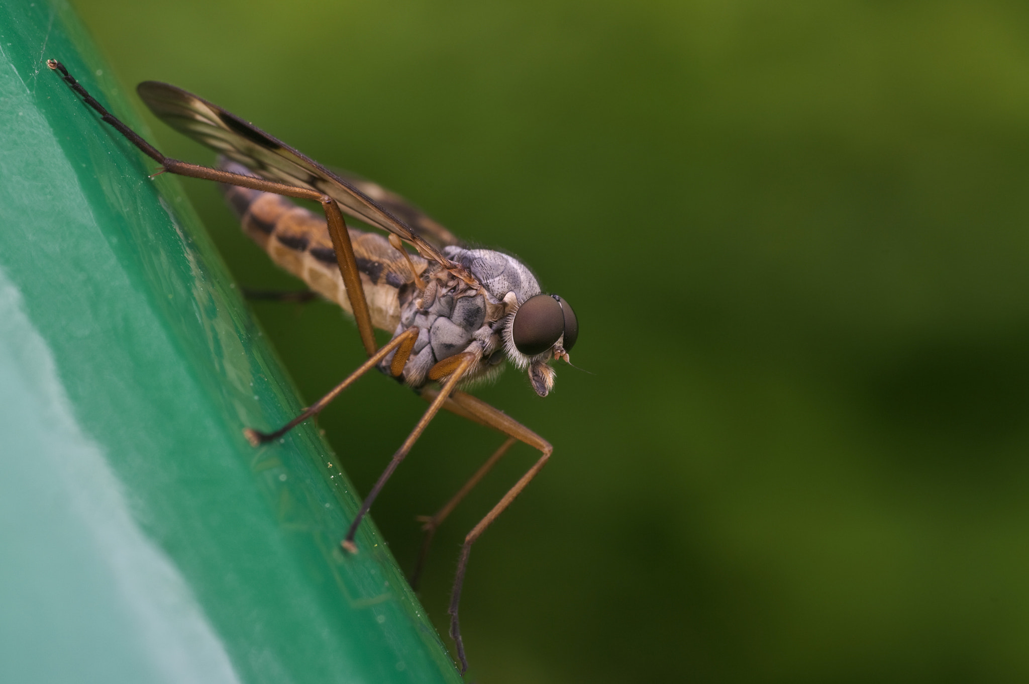 Pentax K20D + Sigma sample photo. Fly photography