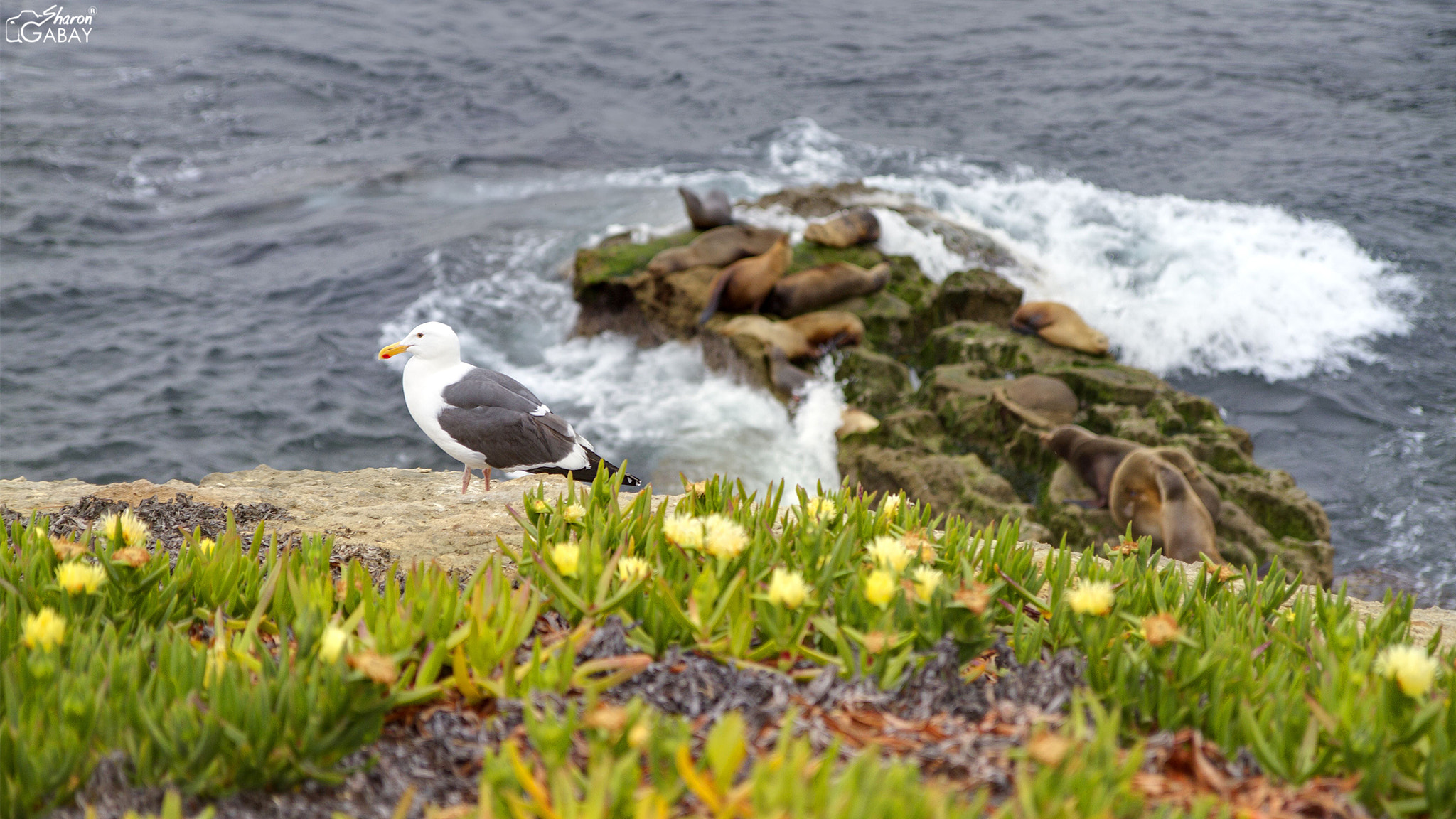 Canon EOS 7D + Canon EF-S 17-55mm F2.8 IS USM sample photo. La jolla beach photography