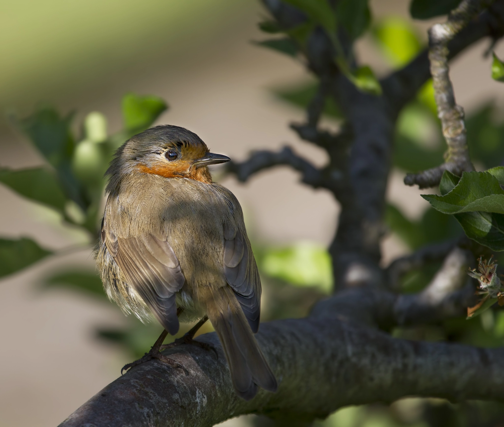Canon EF 100-400mm F4.5-5.6L IS USM sample photo. Robin photography