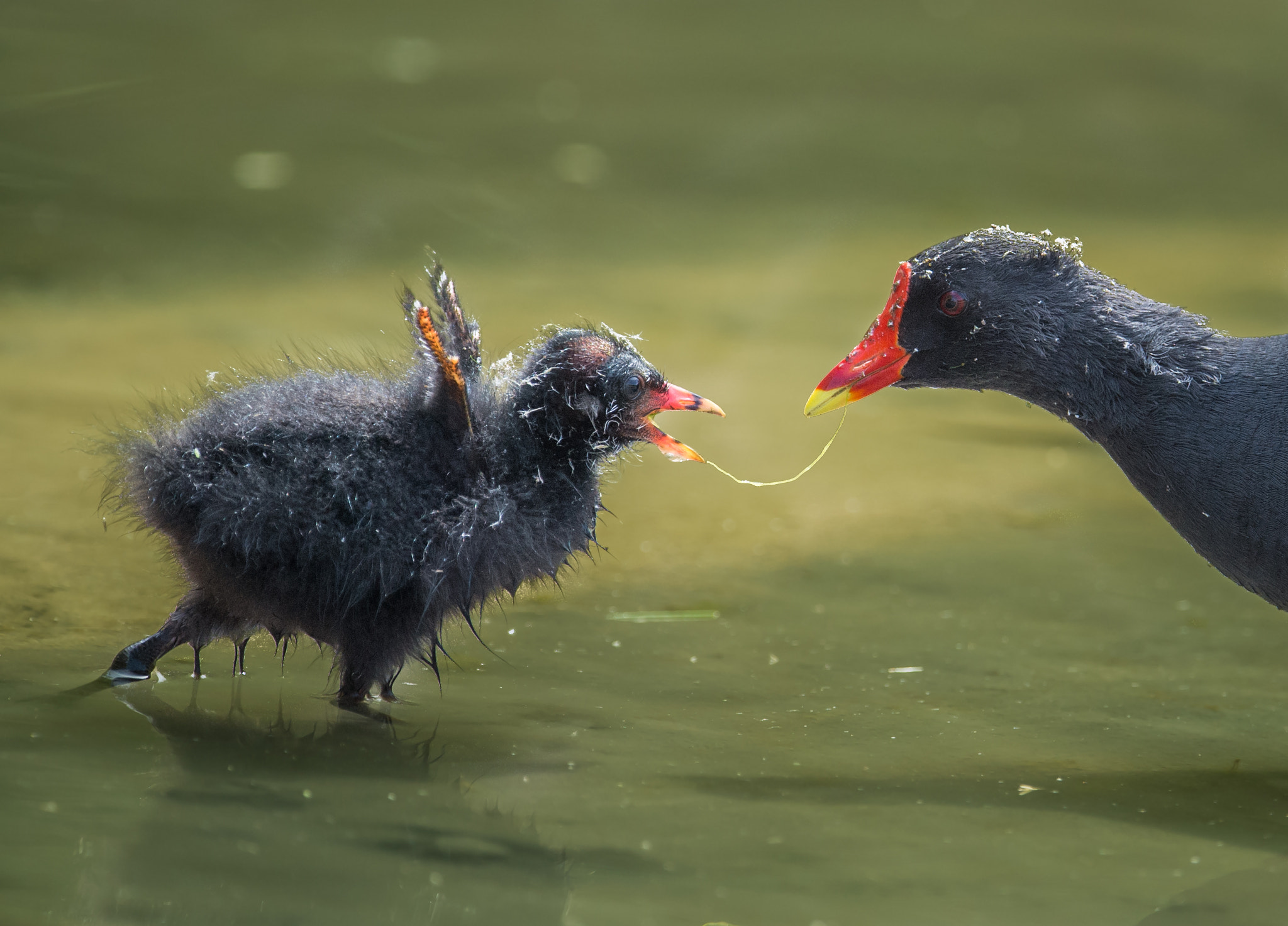Nikon AF-S Nikkor 600mm F4E FL ED VR sample photo. Common moorhen photography