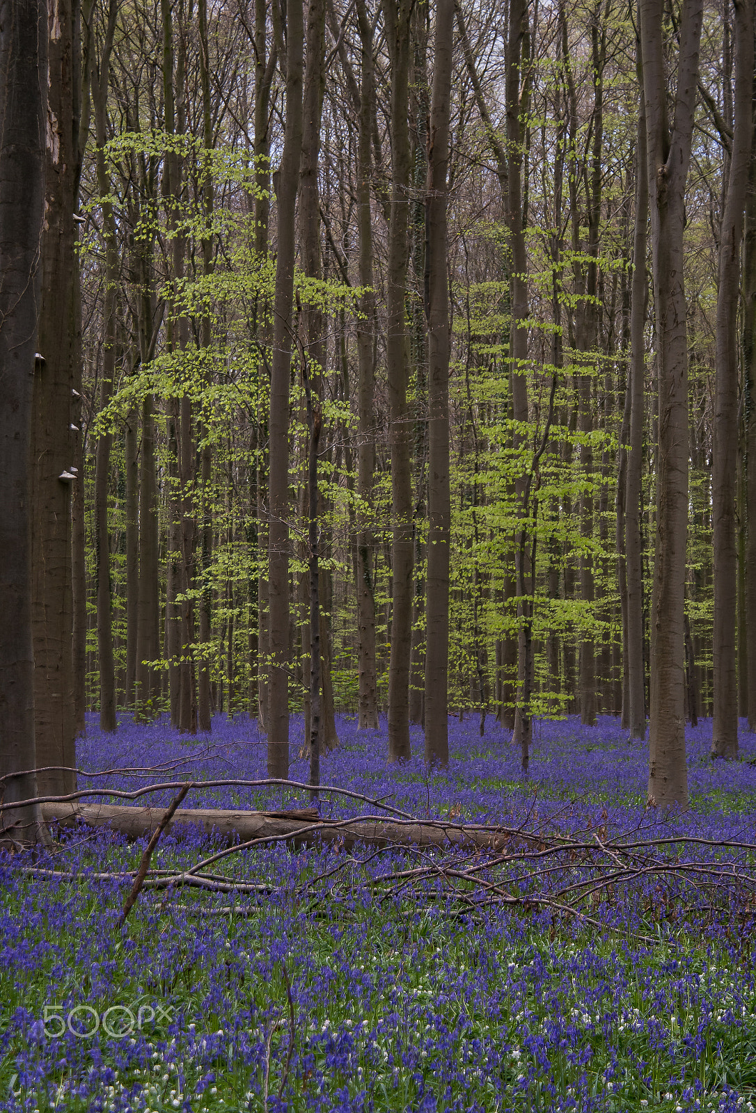 Samsung NX 18-200mm F3.5-6.3 ED OIS sample photo. Fresh green photography