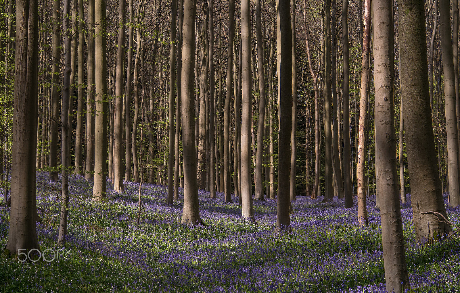 Samsung NX 18-200mm F3.5-6.3 ED OIS sample photo. Fairytale forest photography